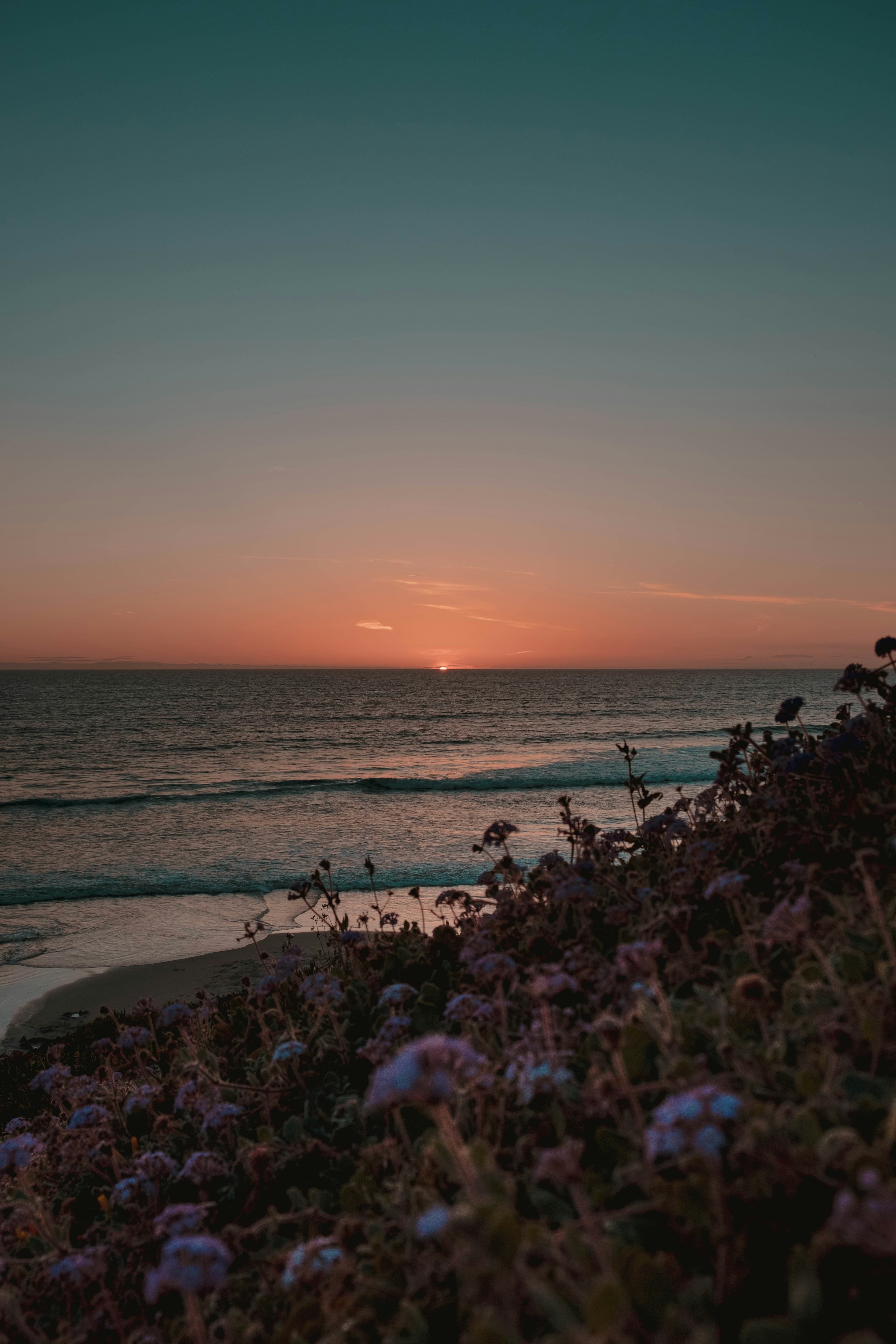Solana Beach in San Diego at sunset from behind a hill with flowers.