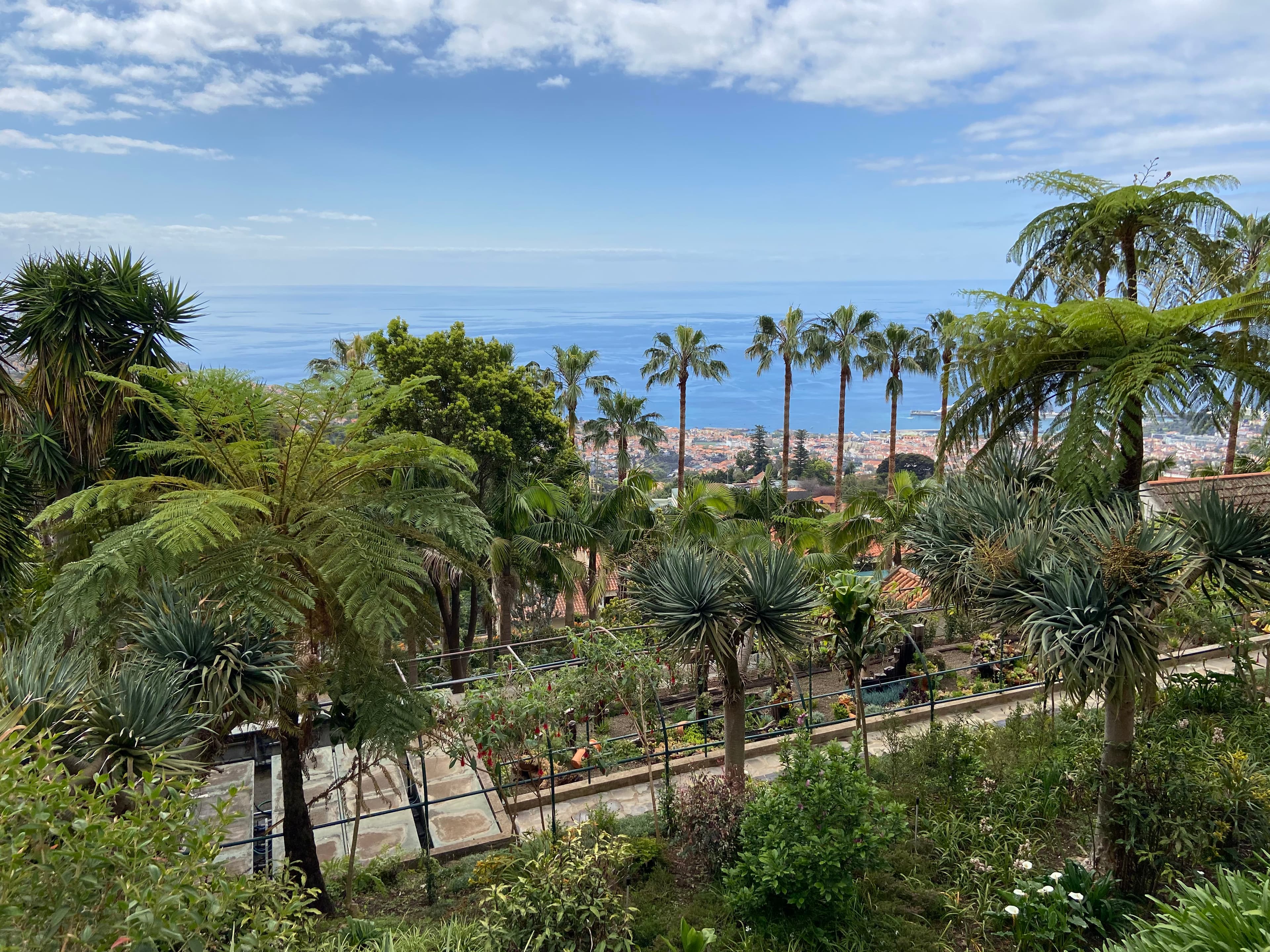 Madeira city view with the ocean in the distance and palm trees.