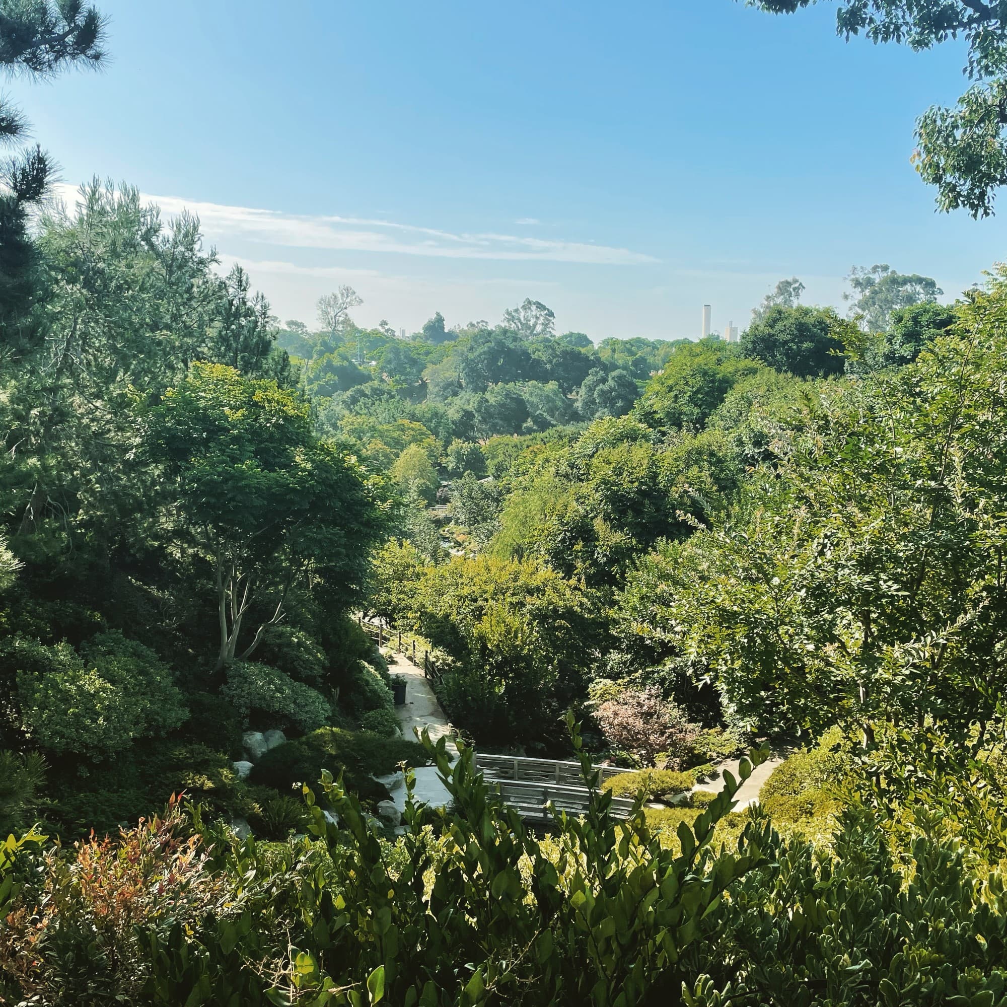 Park with covered with green trees.