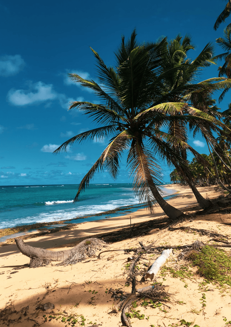 A view of palm trees hanging over the sandy and rocky beach near the ocean.