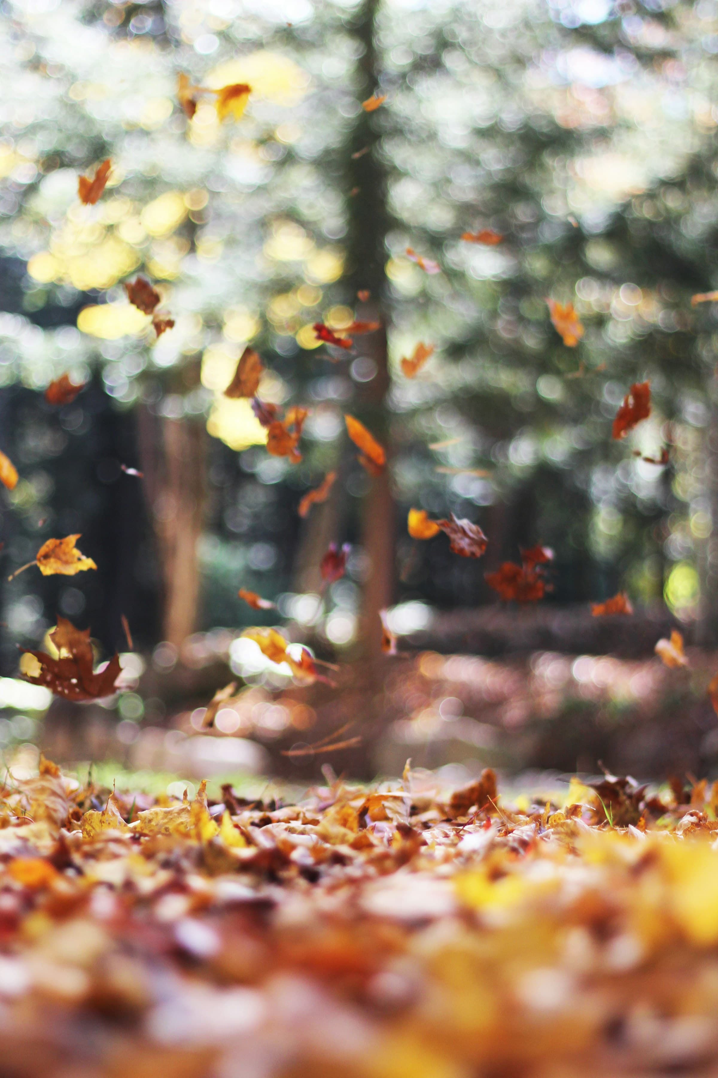 Falling leaves on a forest floor