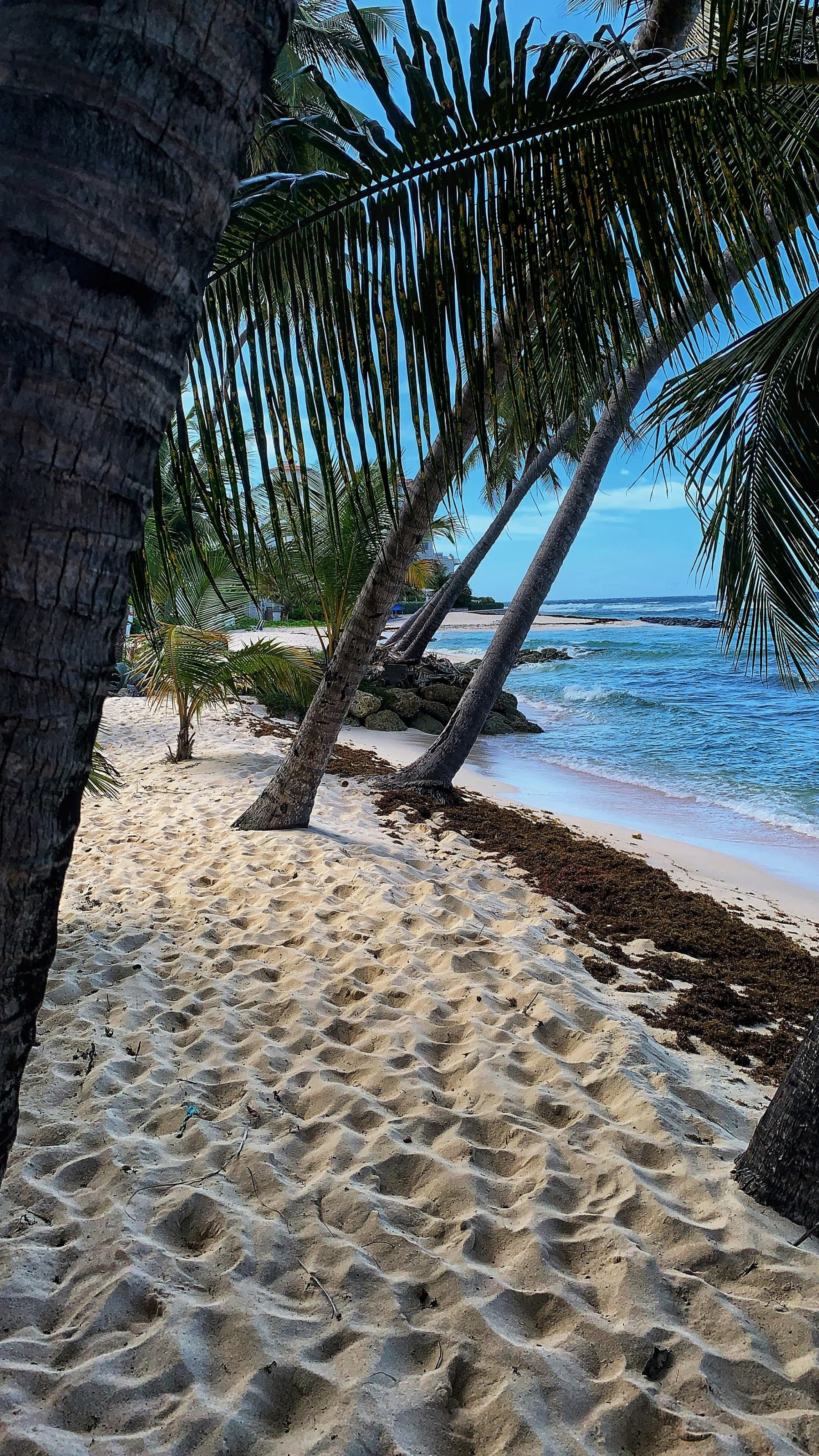 Hastings Beach in Barbados features palm trees swaying in the breeze as waves lap the shore on a sunny day.