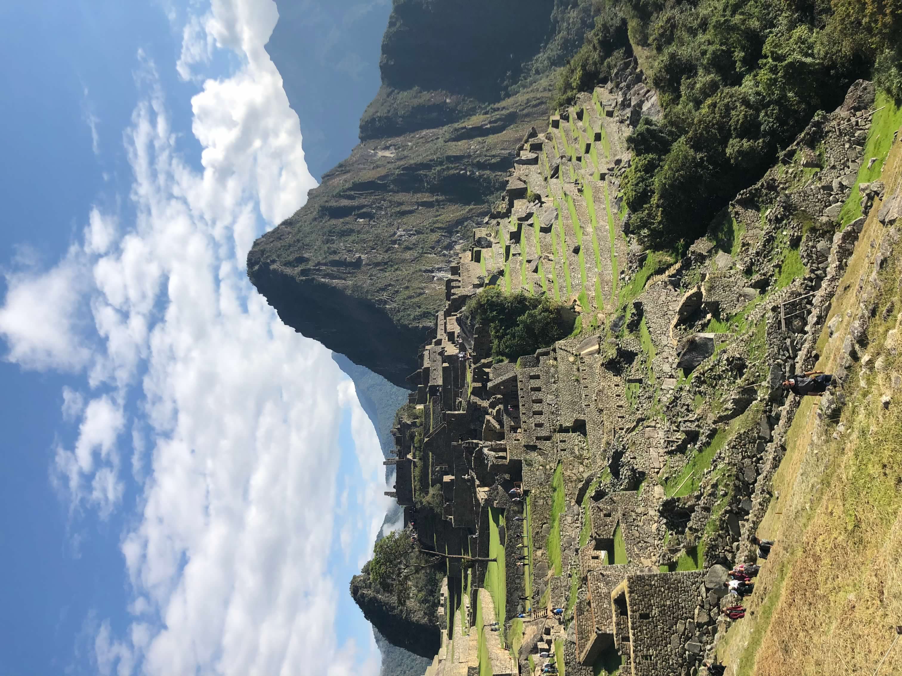 Green Trees and Blue sky