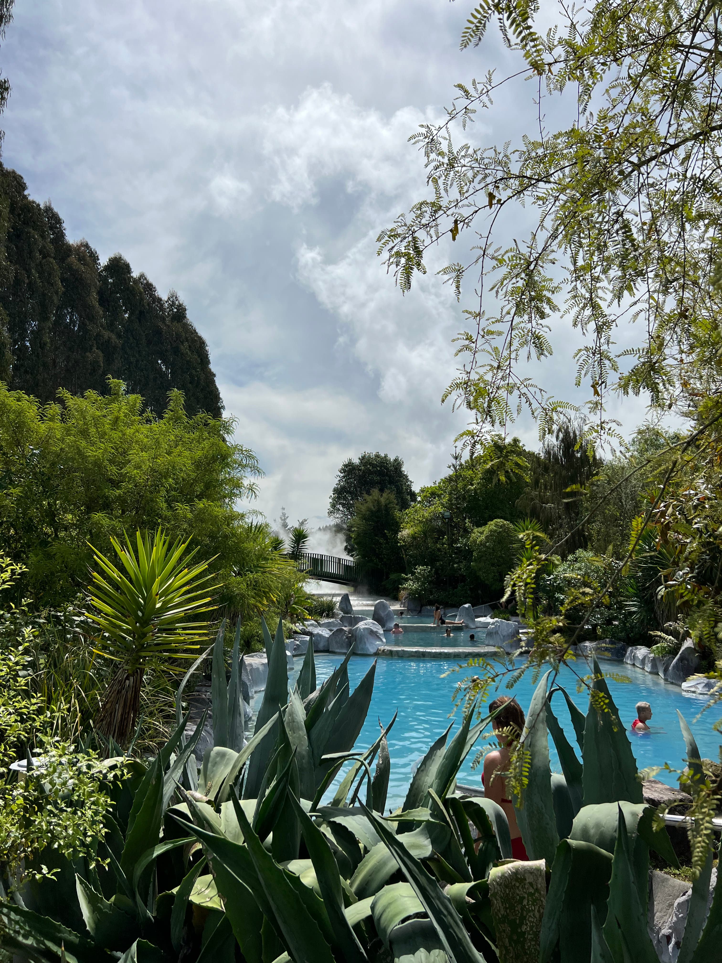 Thermal spa at Wairakei Terraces, with a pool behind cacti and trees in the foreground.
