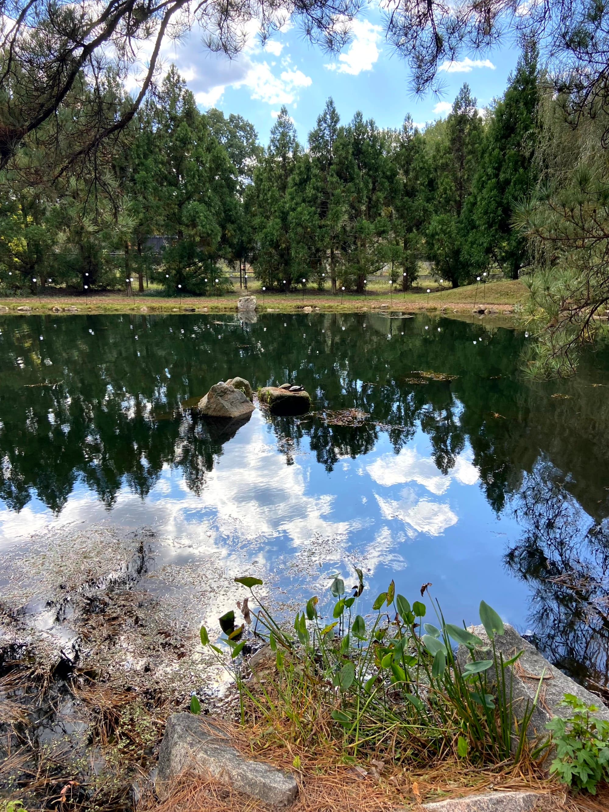 A peaceful pond surrounded by trees, with a mirror-like reflection on the water’s surface.