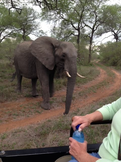 An elephant off the side of a road path through the trees