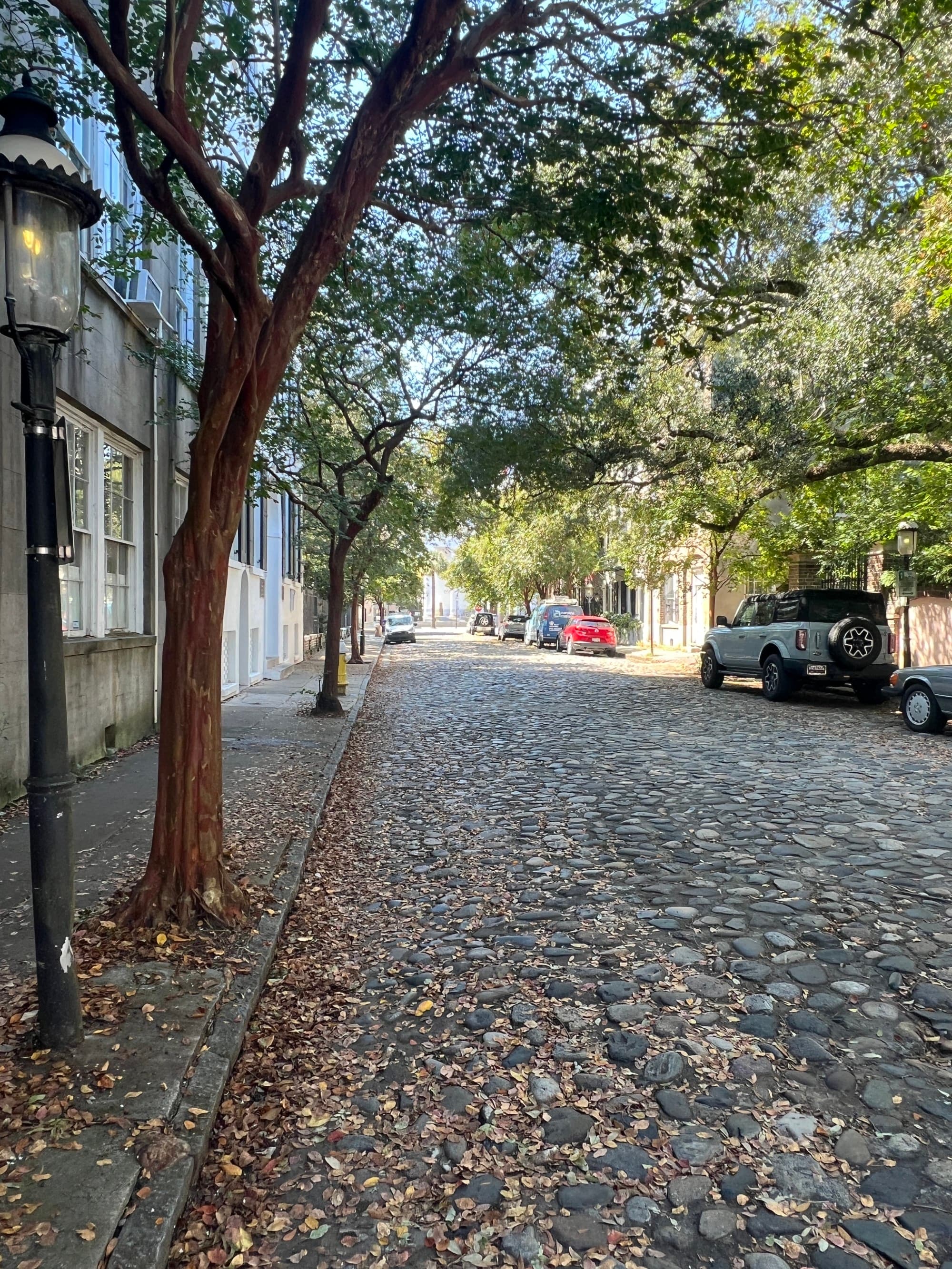 A tree lined street during the daytime