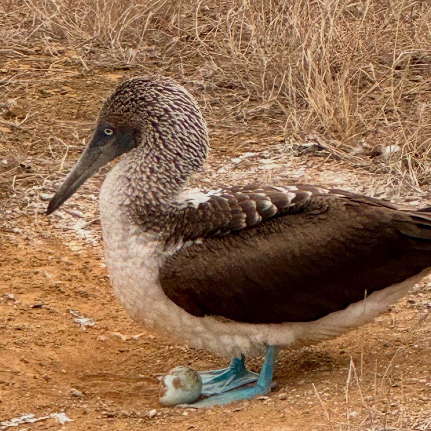 A blue-footed booby makes its way up the sandy shore on a sunny day.
