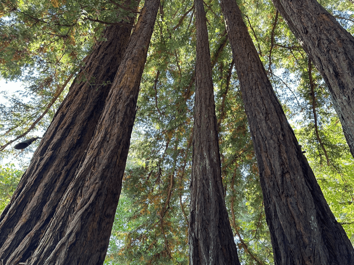 A majestic forest perspective showcasing towering redwood trunks ascending towards the clear sky.