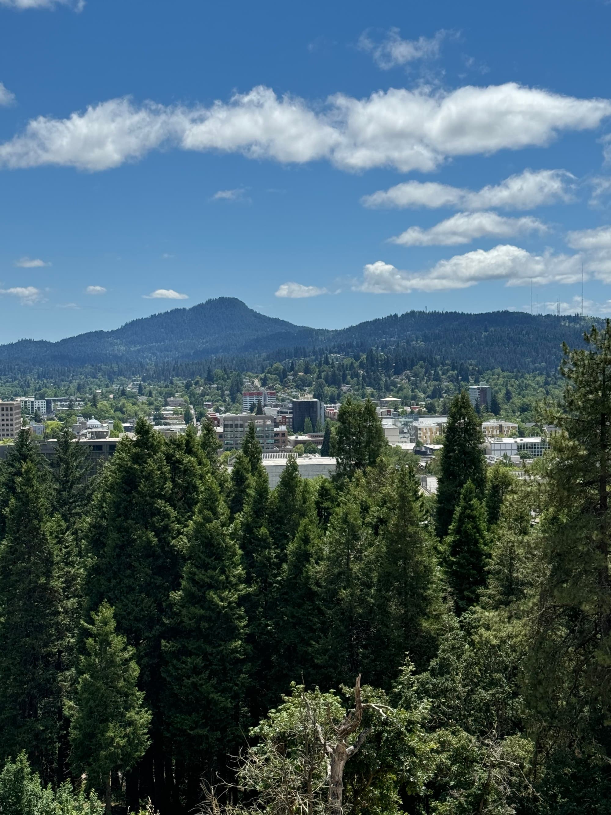 A beautiful view of a pine tree forest with a city view in the distance on a sunny day.