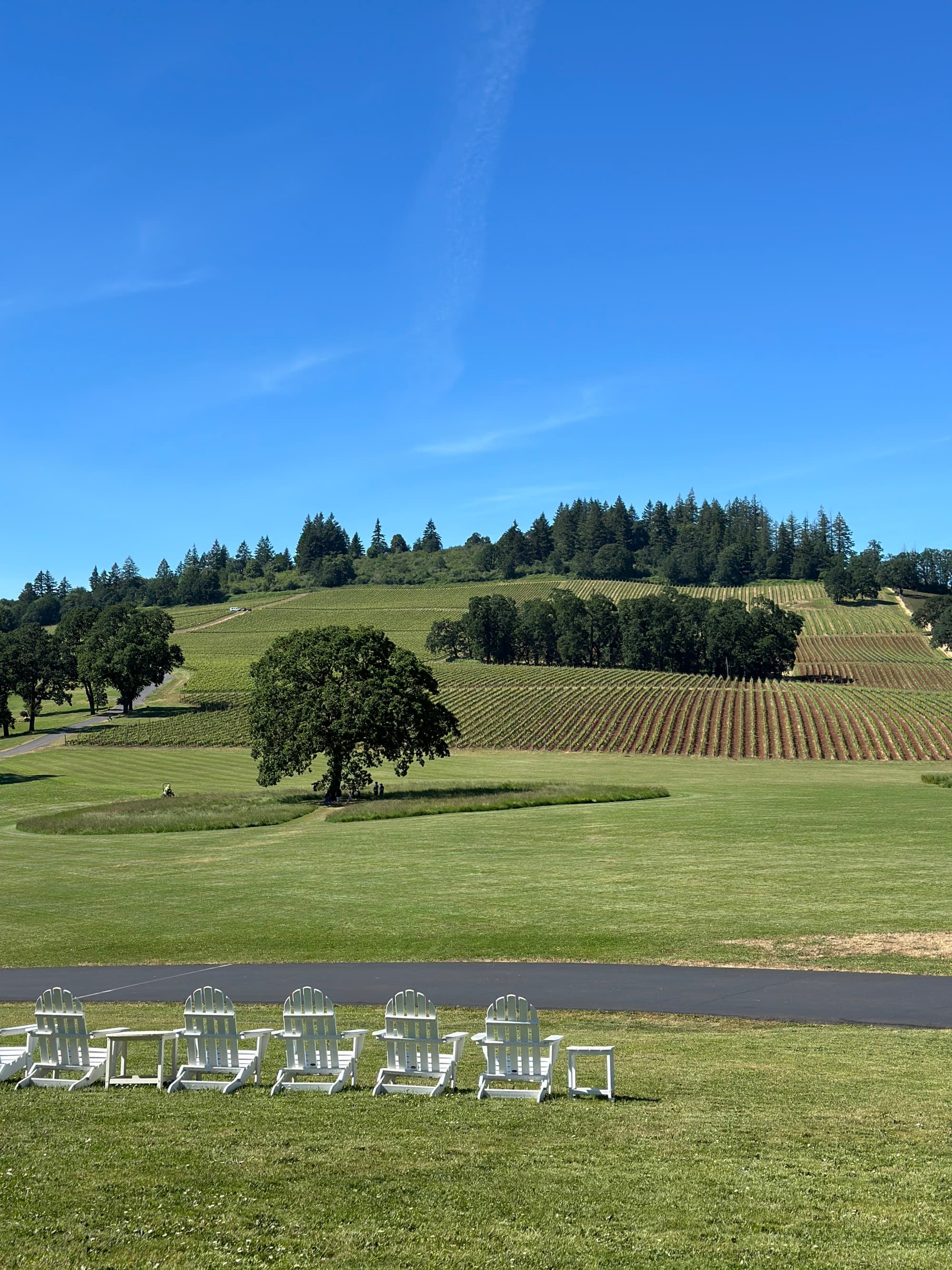 Green hills with rows of vines, a solitary tree, and white chairs on a lawn under a clear blue sky.
