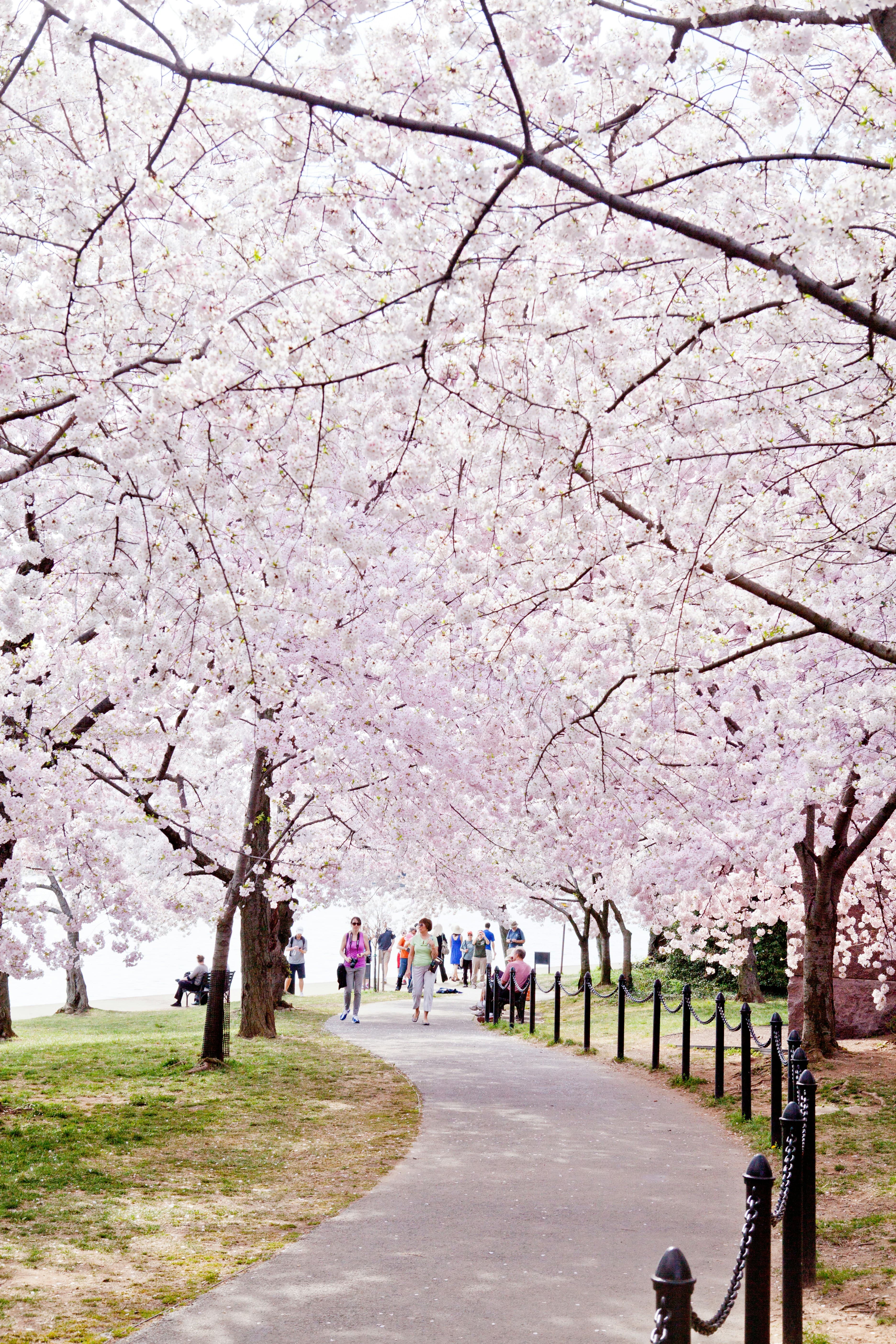 A view of a curved path with large cherry blossom trees hanging overhead. There are people in the distance.