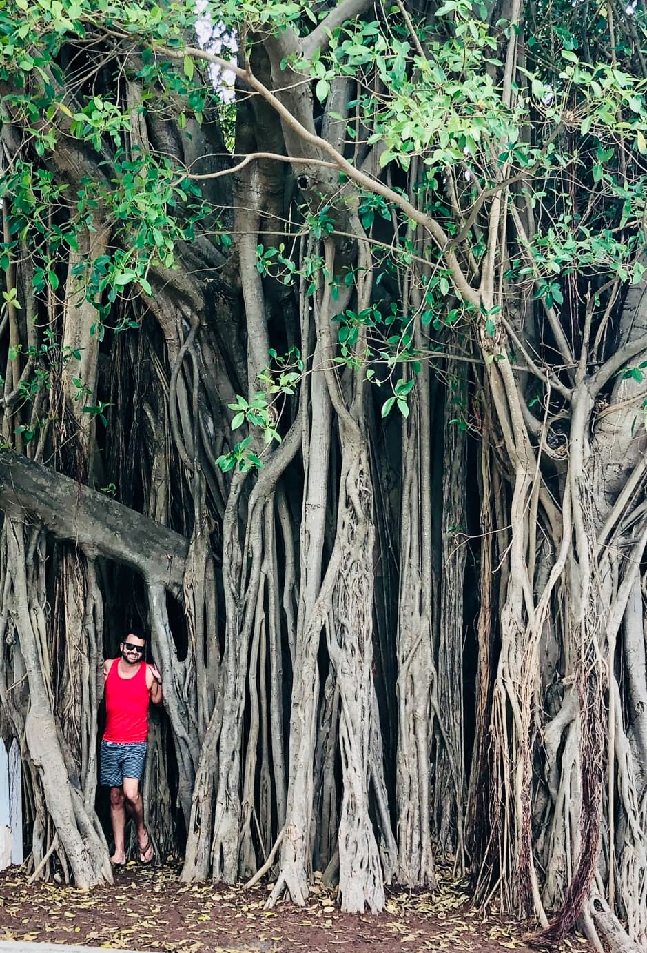 Eric in a red tank top standing amidst a forest of old growth trees.
