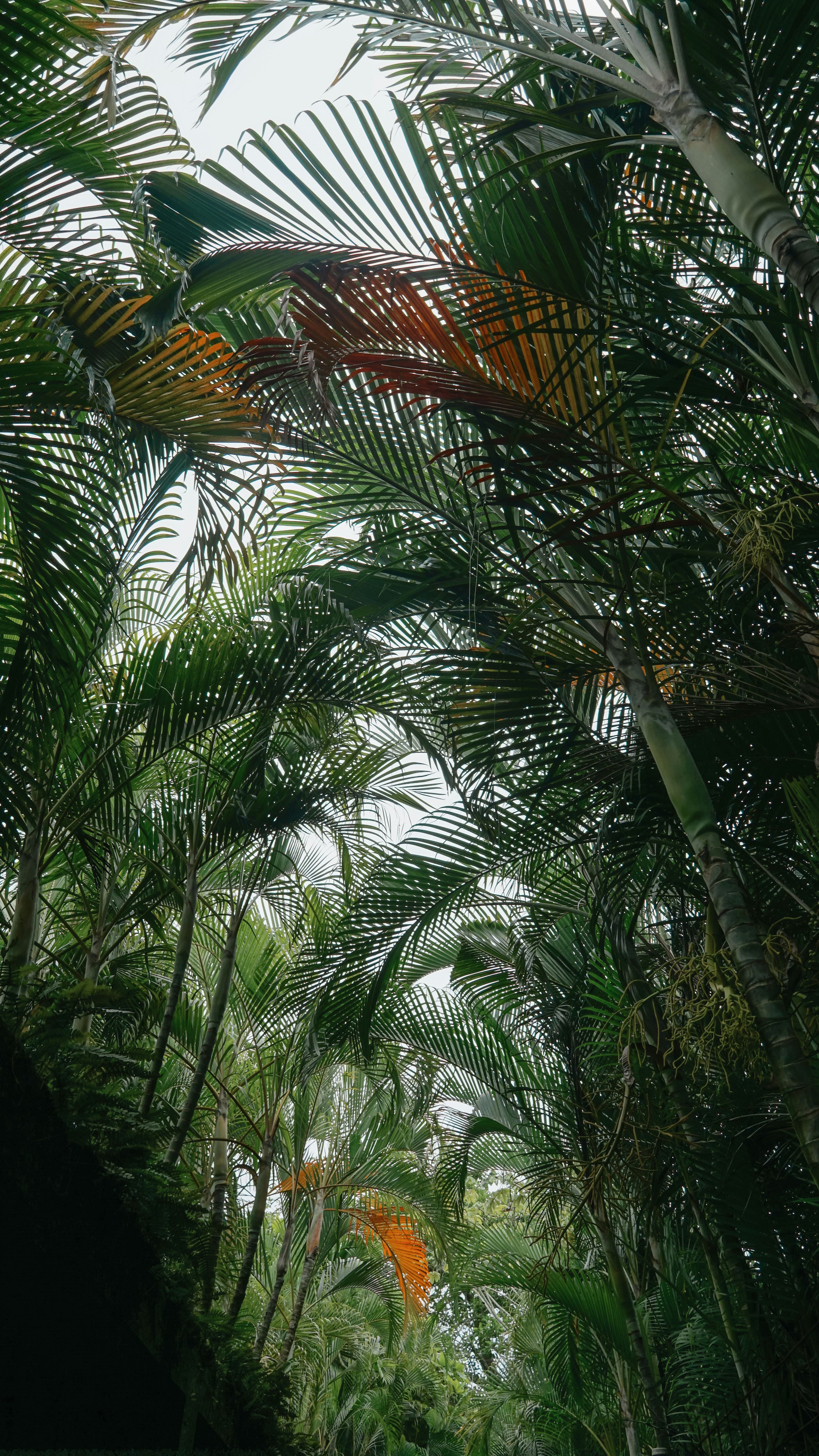 A canopy of tropical green trees.