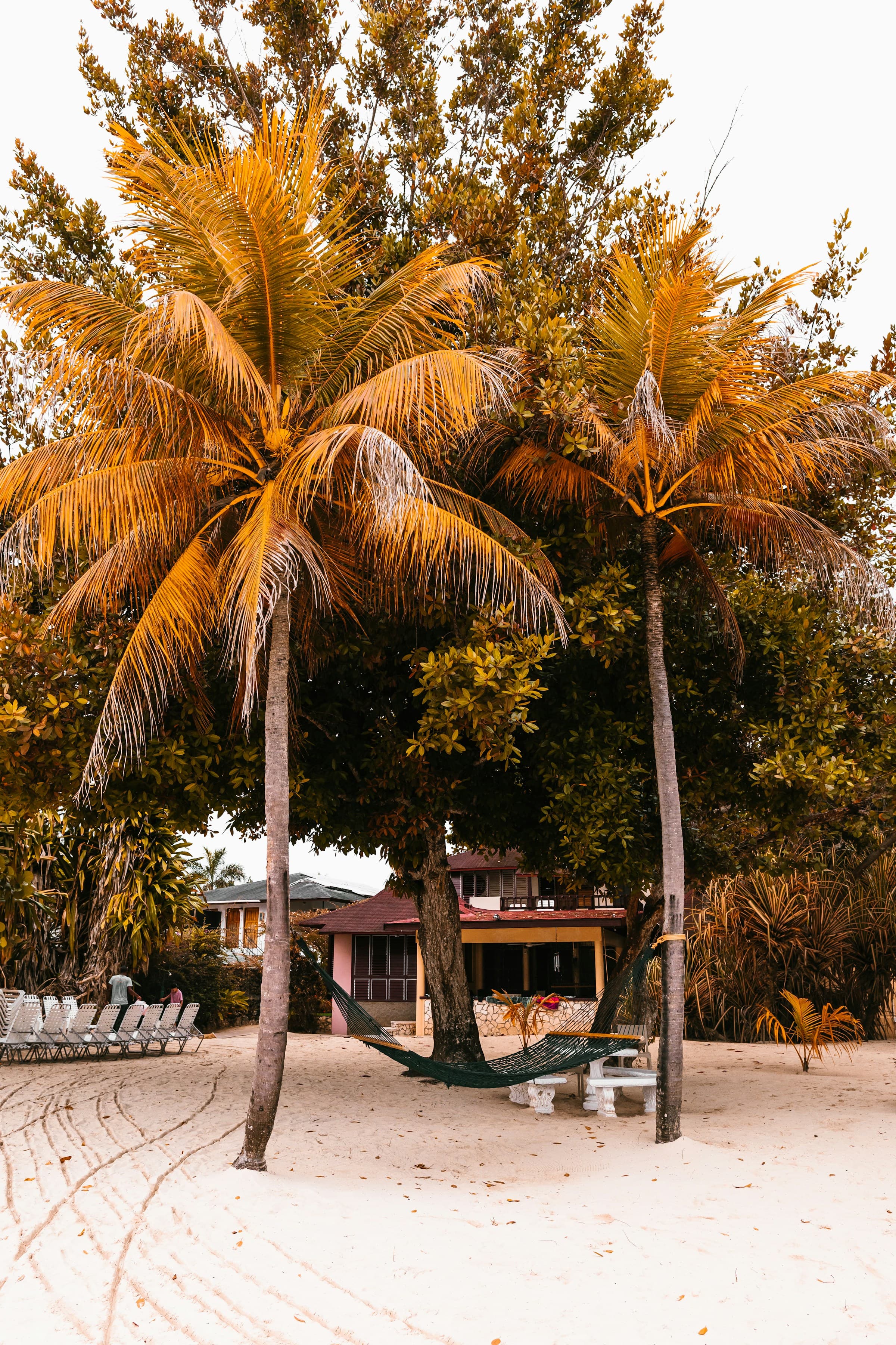 A hammock hanging beneath two palm trees with a bungalow in the background.