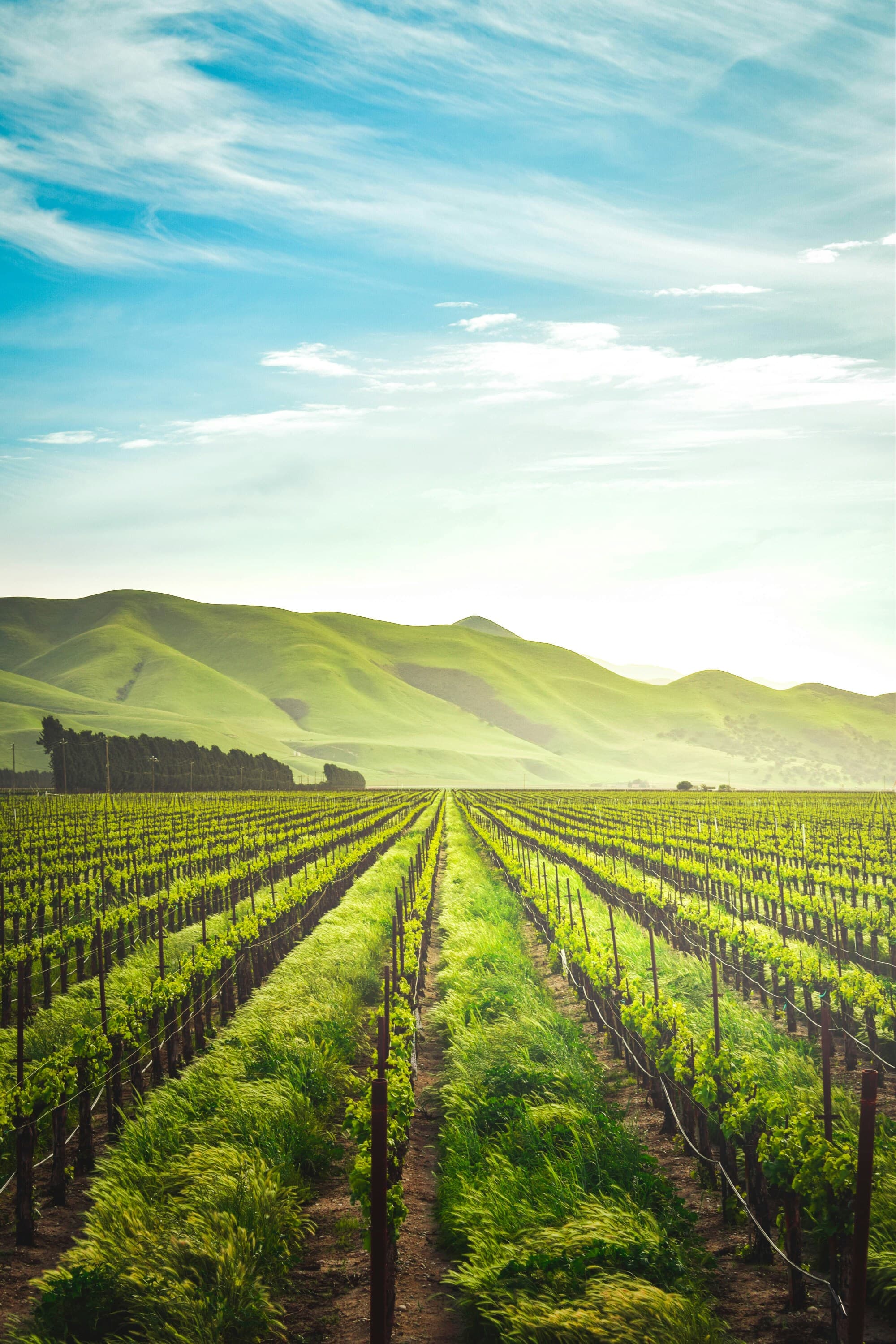 The image displays a vibrant vineyard with rows of grapevines leading towards rolling hills under a clear sky.