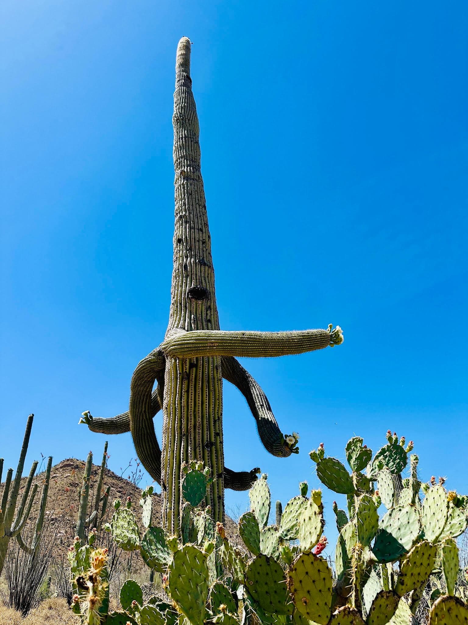 A tall cactus outside during the daytime