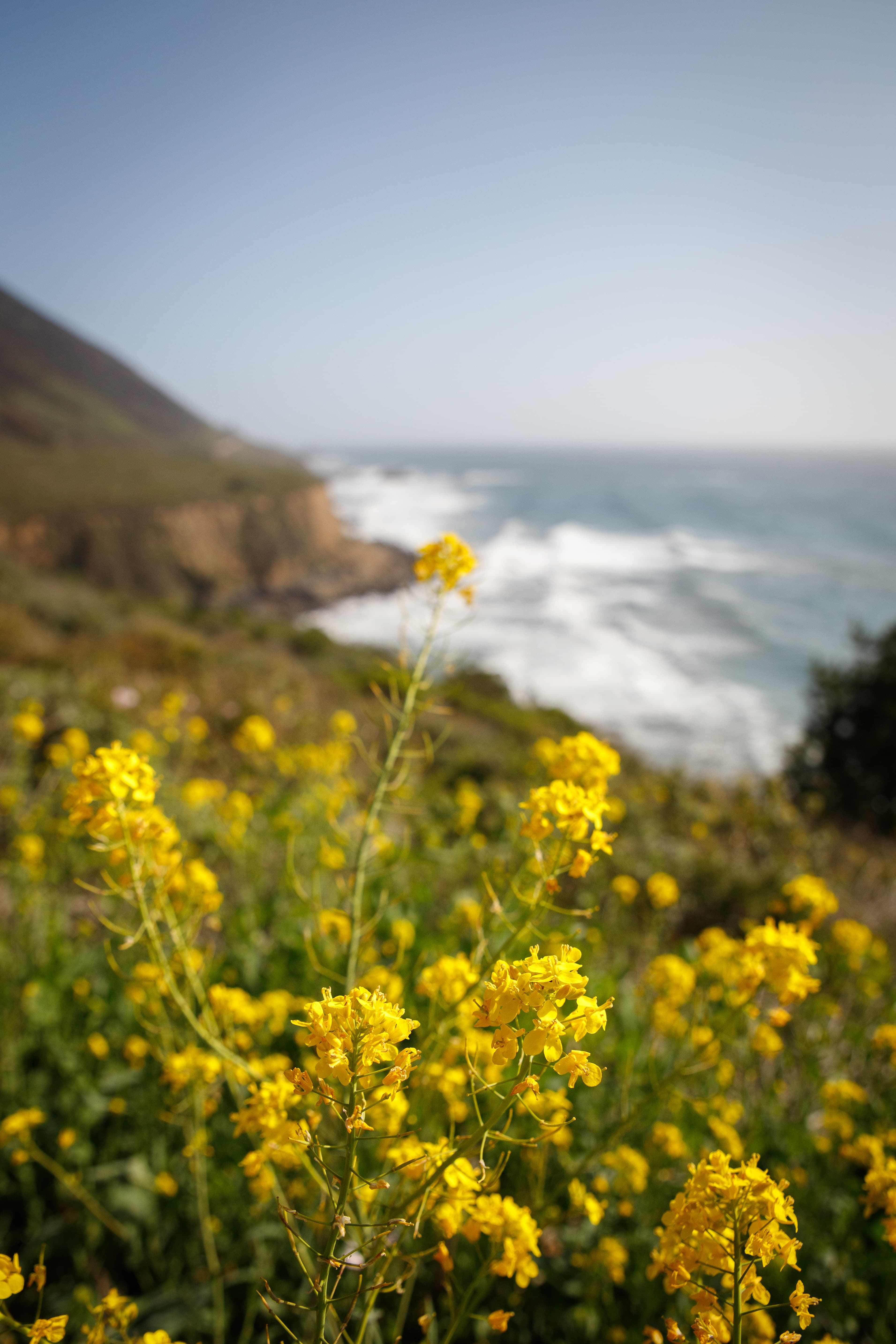 Coastside with yellow flowers in California.
