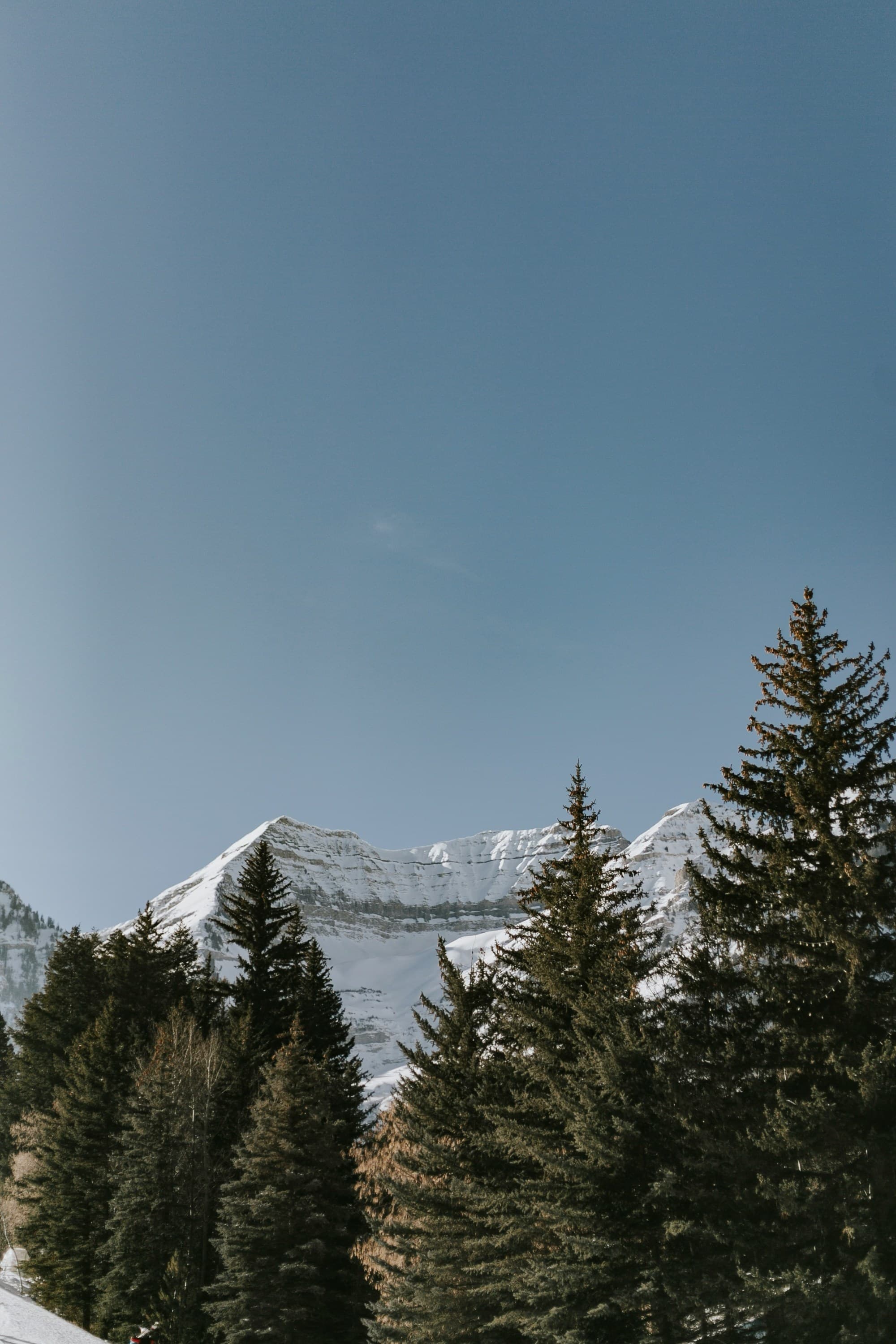 A snow-capped mountain peak behind evergreen trees under a clear blue sky.