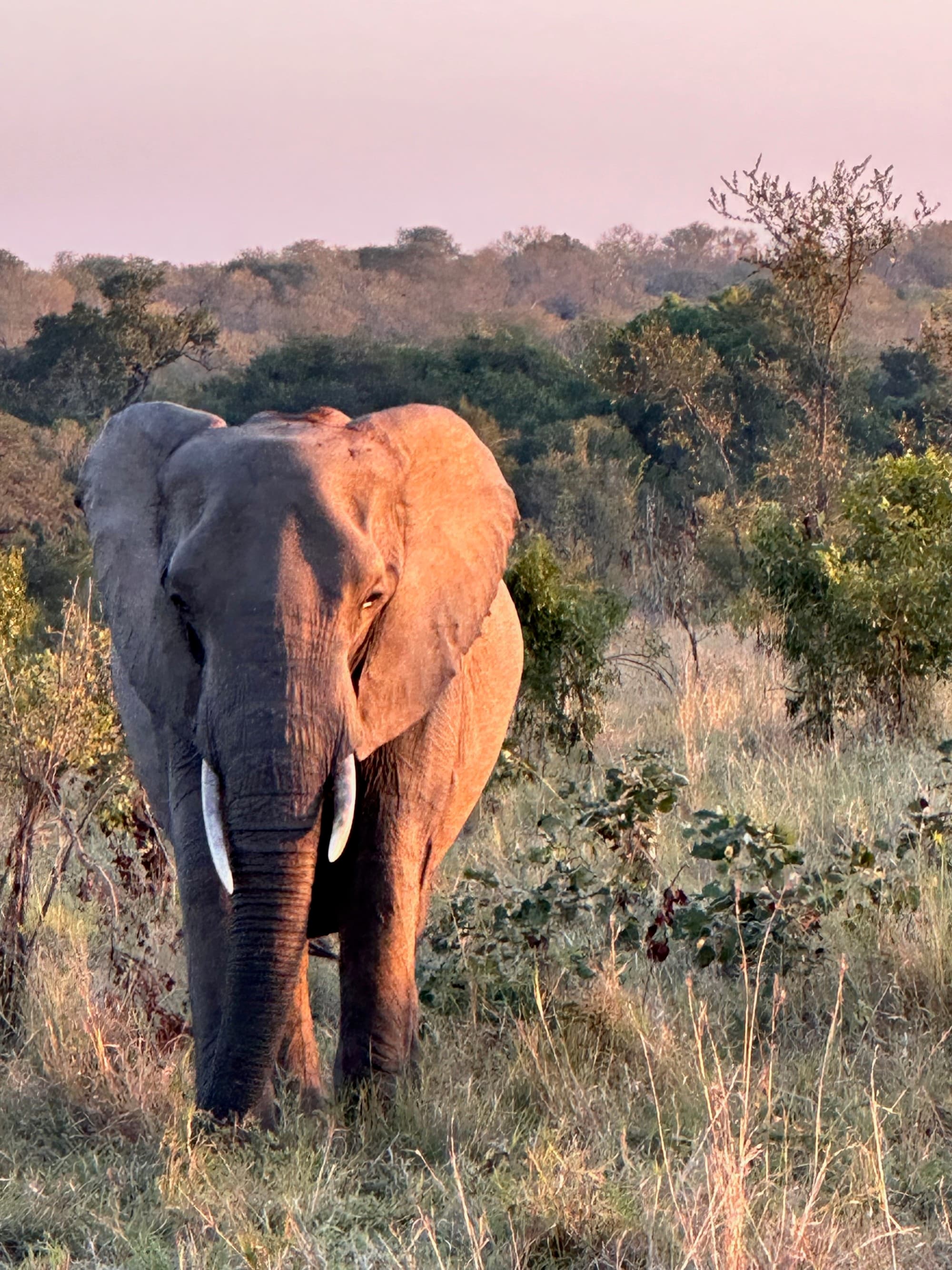 A serene moment of an elephant in its natural savanna habitat, bathed in the gentle glow of the sun’s rays, as seen on a South Africa honeymoon.