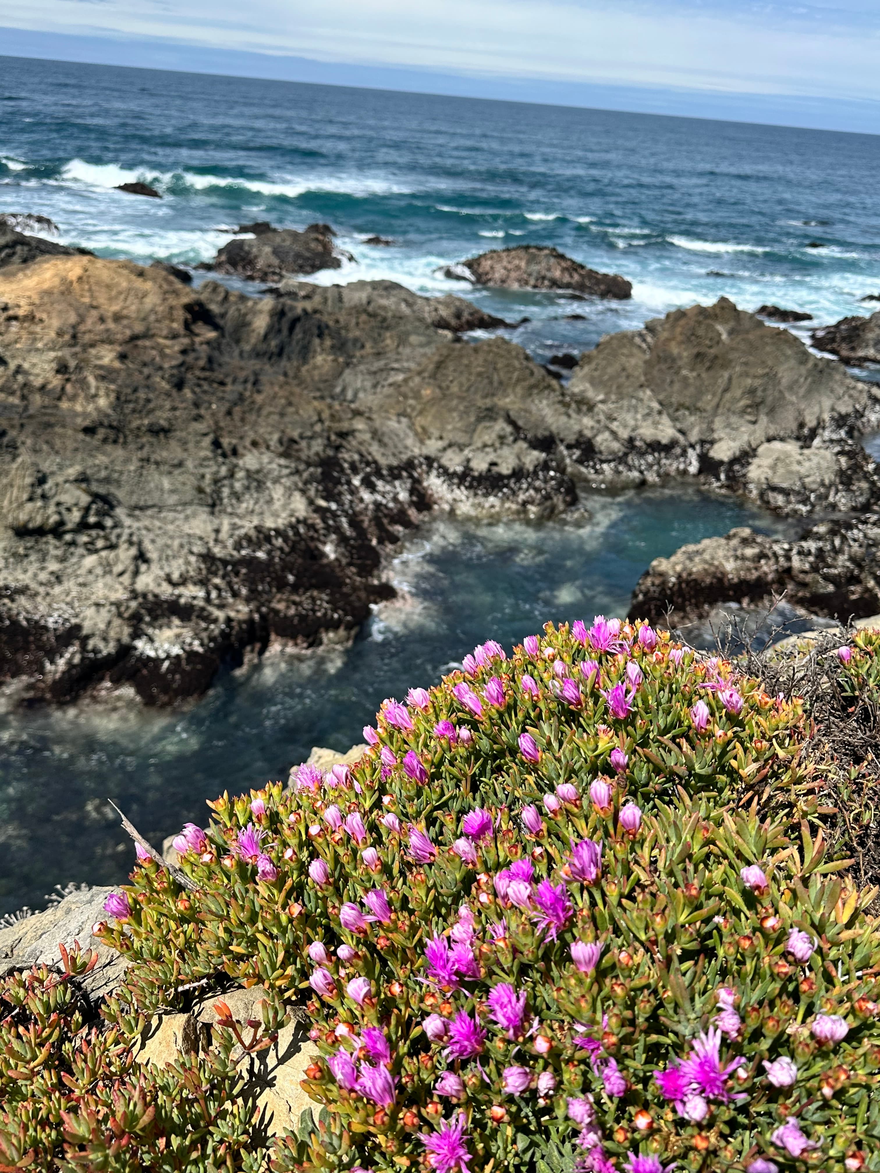 Beautiful flowers along the coast at Mendocino Botanical Garden.