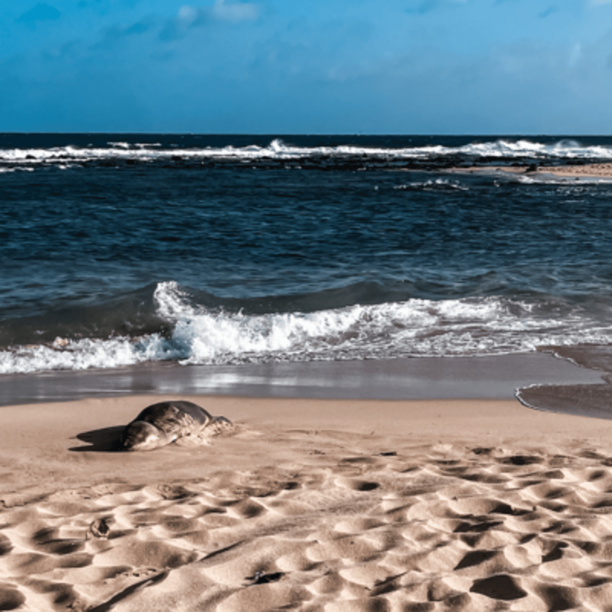 The image shows a serene beach scene with a seal near the shore and waves in the background.