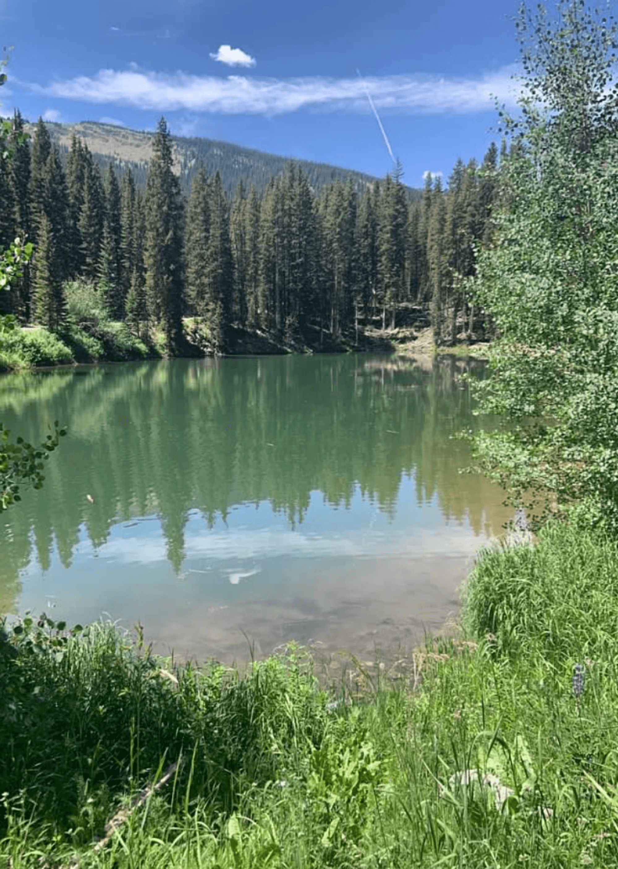 A peaceful lakeside view with lush greenery and towering trees reflecting on calm waters under a clear sky.
