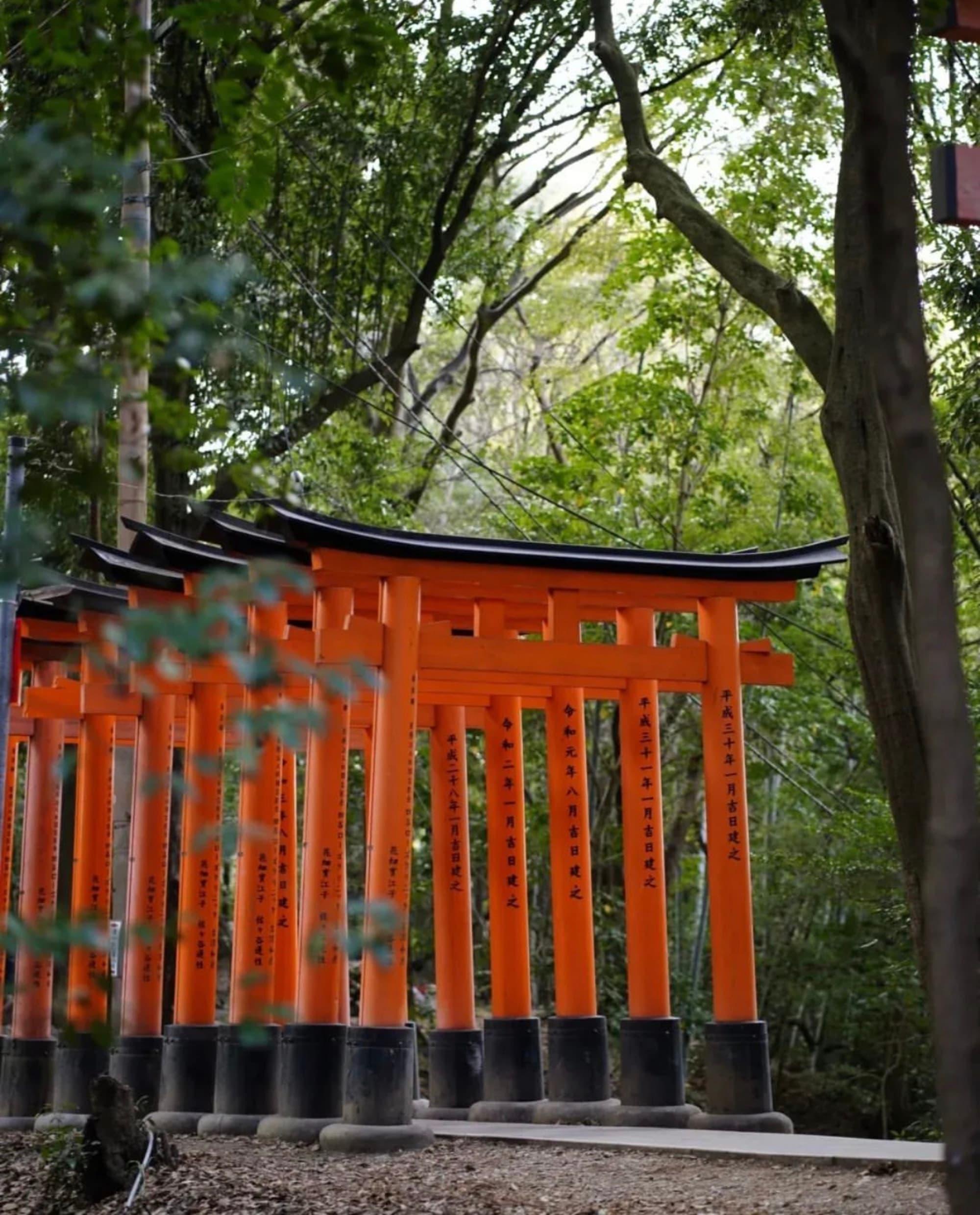 A serene pathway lined with vibrant orange torii gates in a lush green forest.
