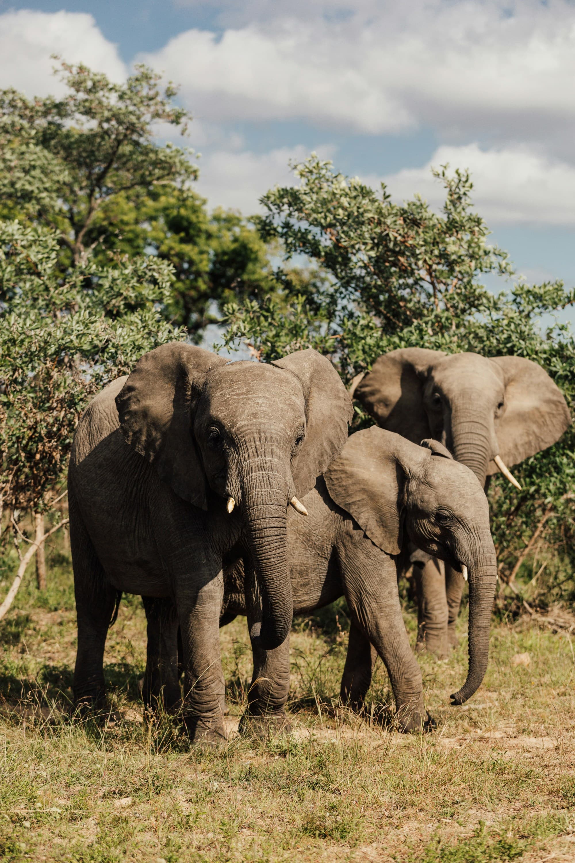 The image features two elephants in a natural setting with trees on a sunny day