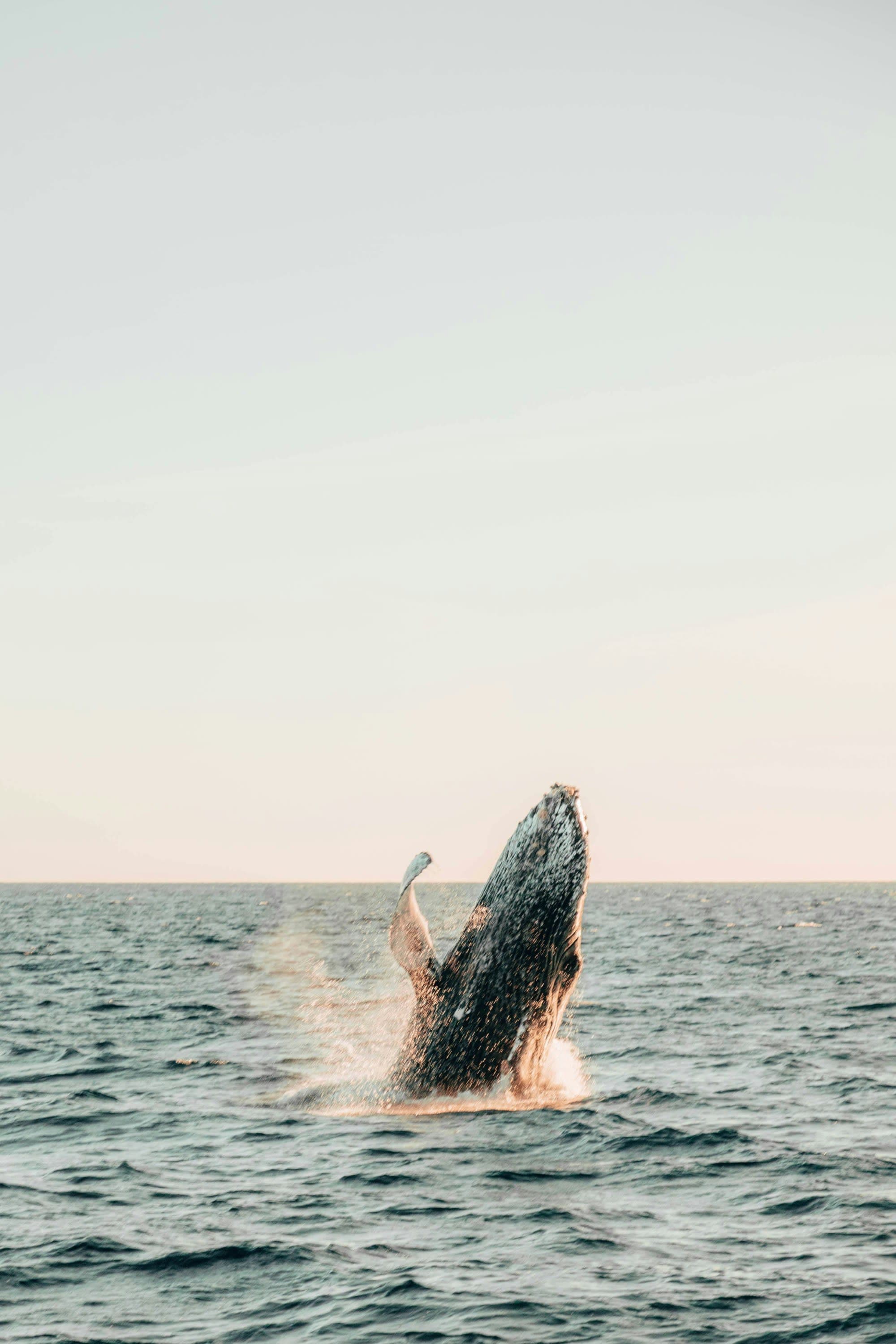A serene moment of a whale breaching in the ocean, captured against a vast backdrop and a clear sky.