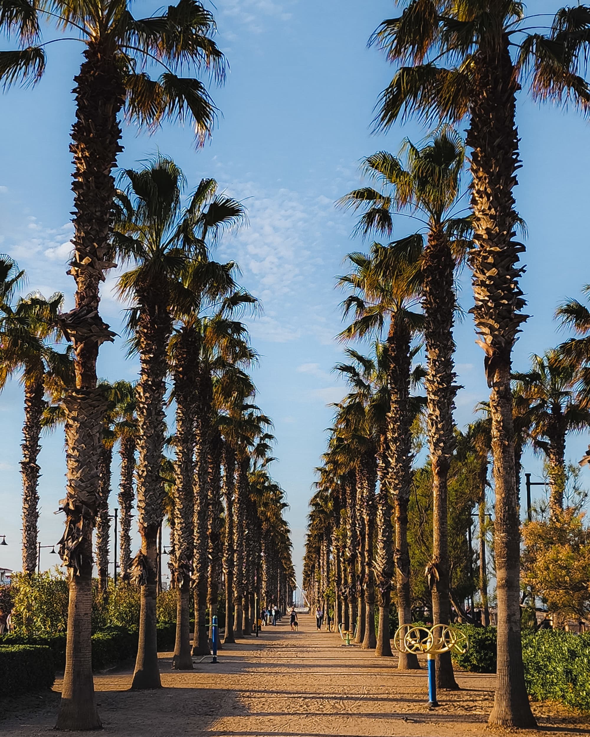 A picturesque pathway lined with palm trees under a clear blue sky, with people enjoying a leisurely walk.