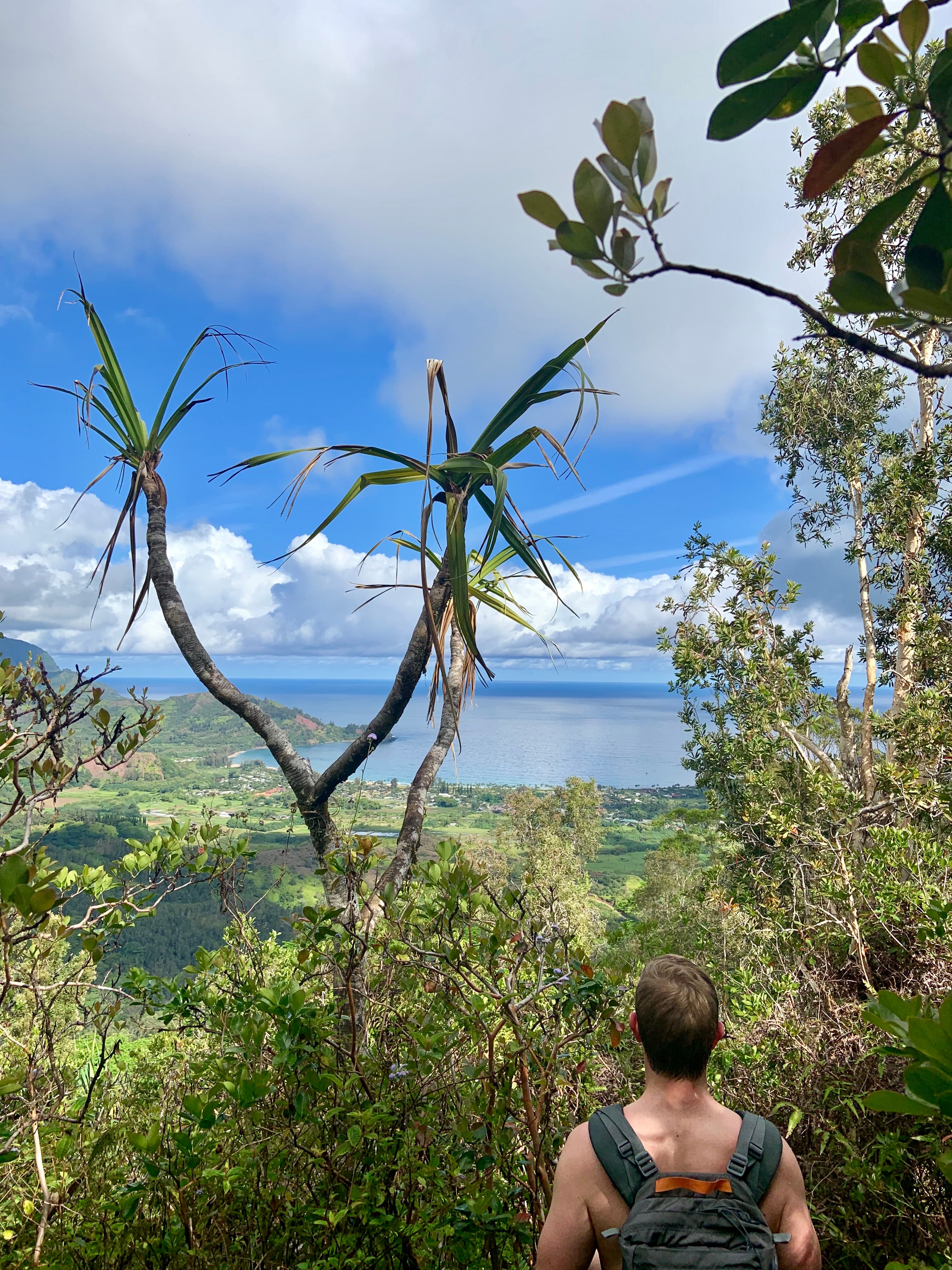 A person looking out on a green forest during the daytime