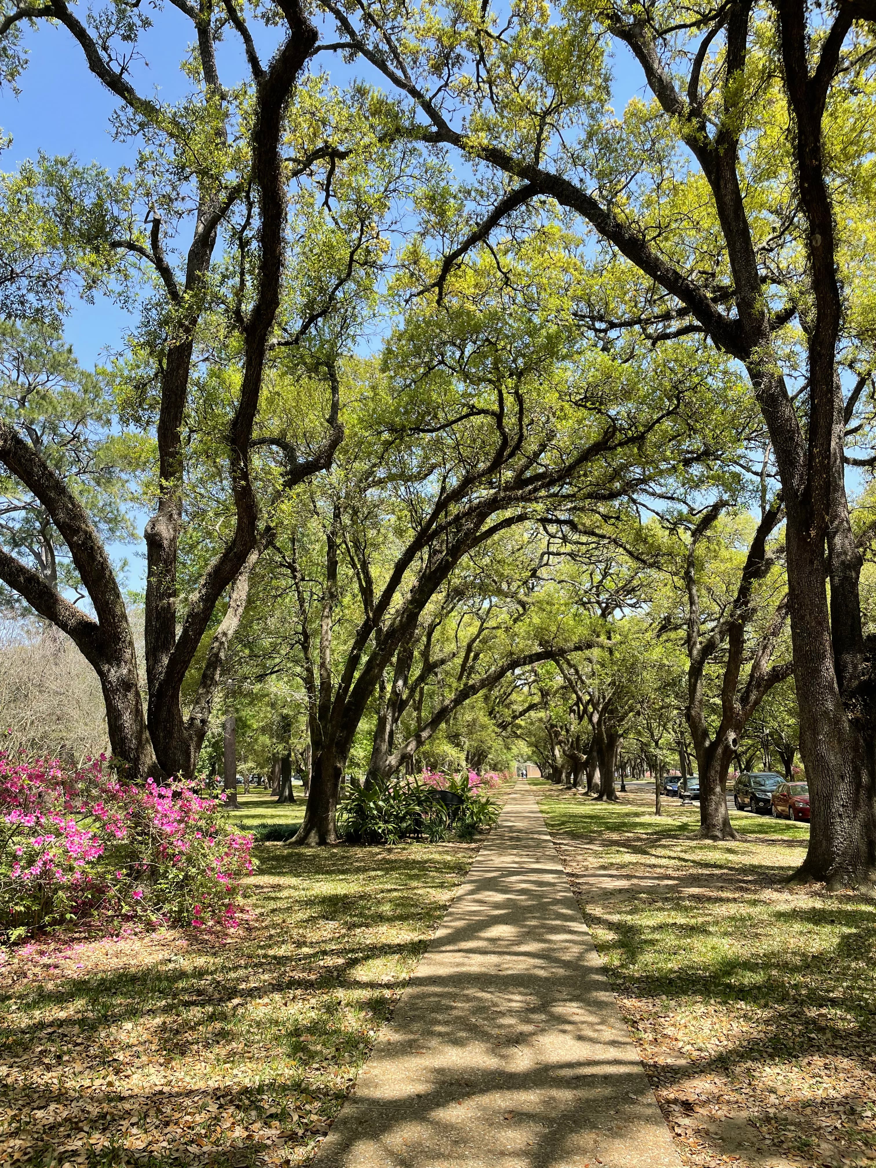 Live oak trees and azaleas near a walking path during the daytime