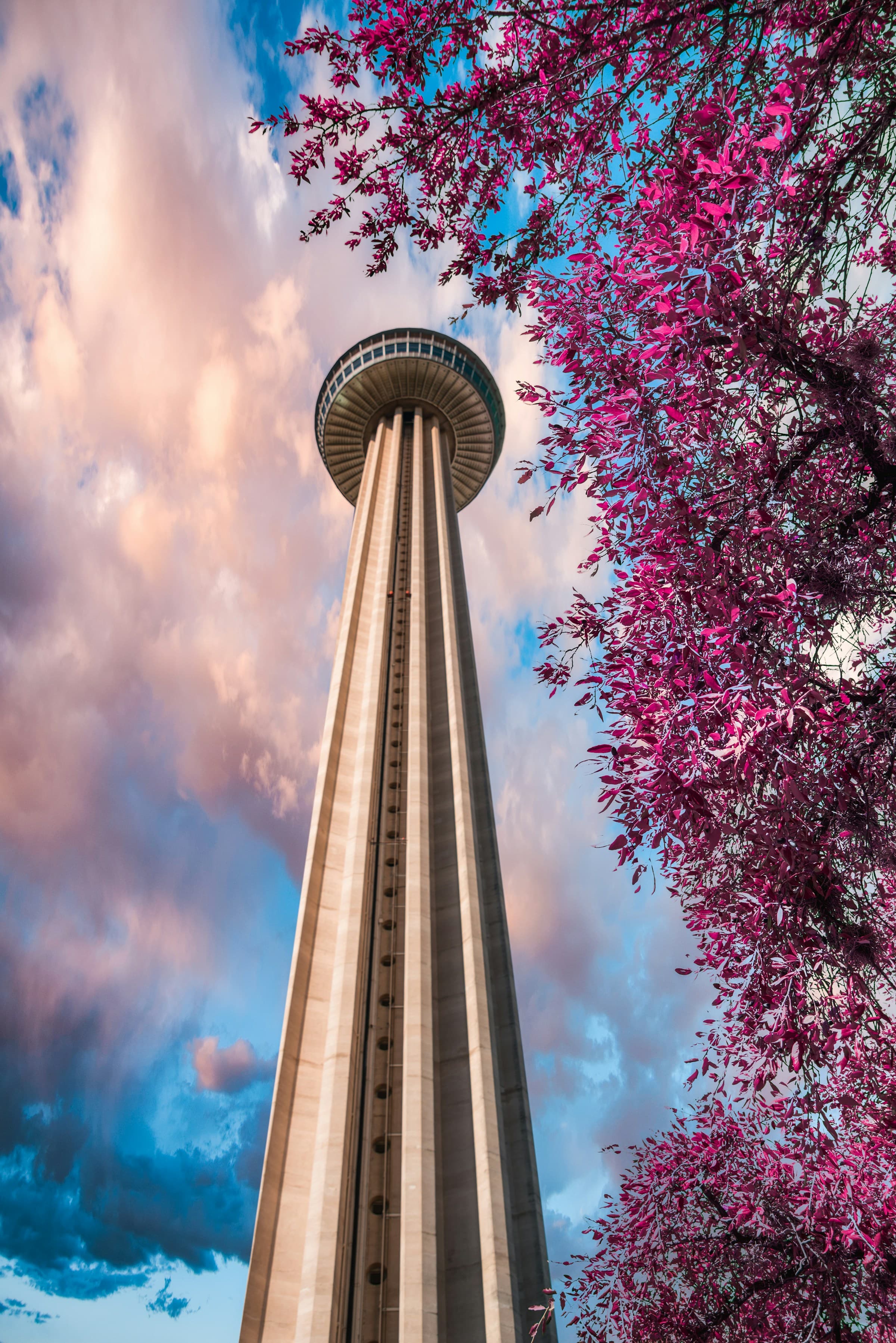 Purple leaf trees near the tower of San Antonio.