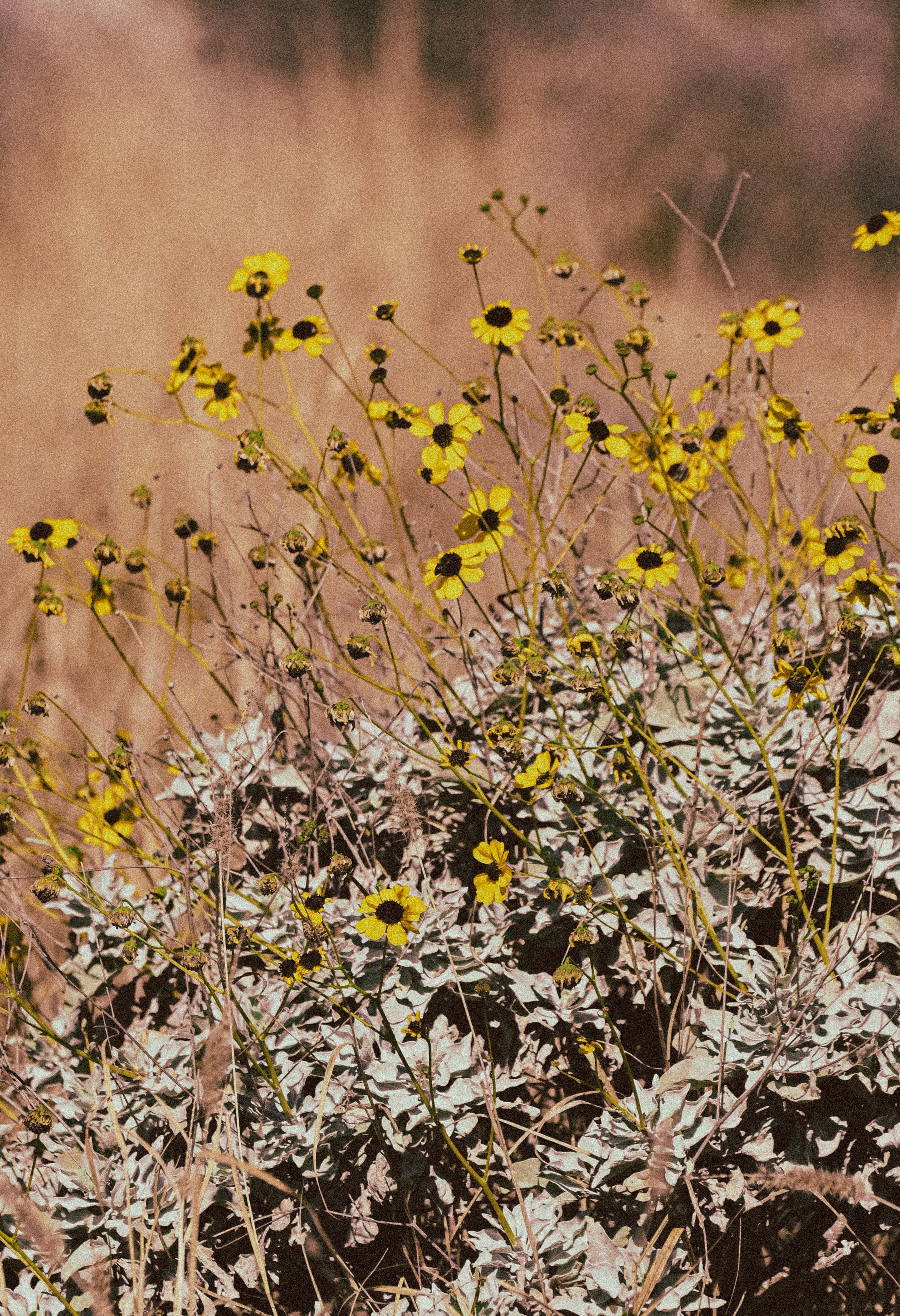 Yellow flowers in a desert.