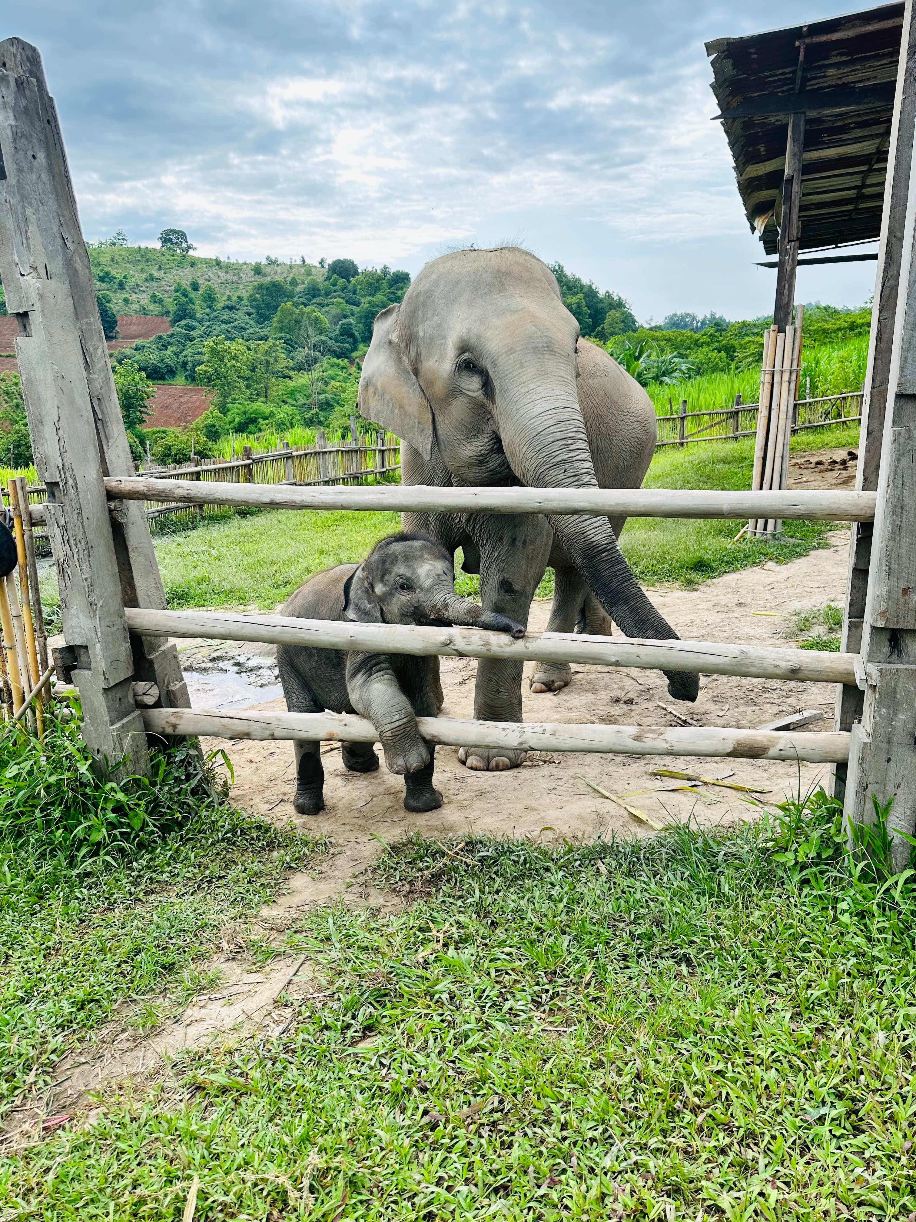A mama and baby elephant behind a wooden fence in a large grass enclosure overlooking green mountains.