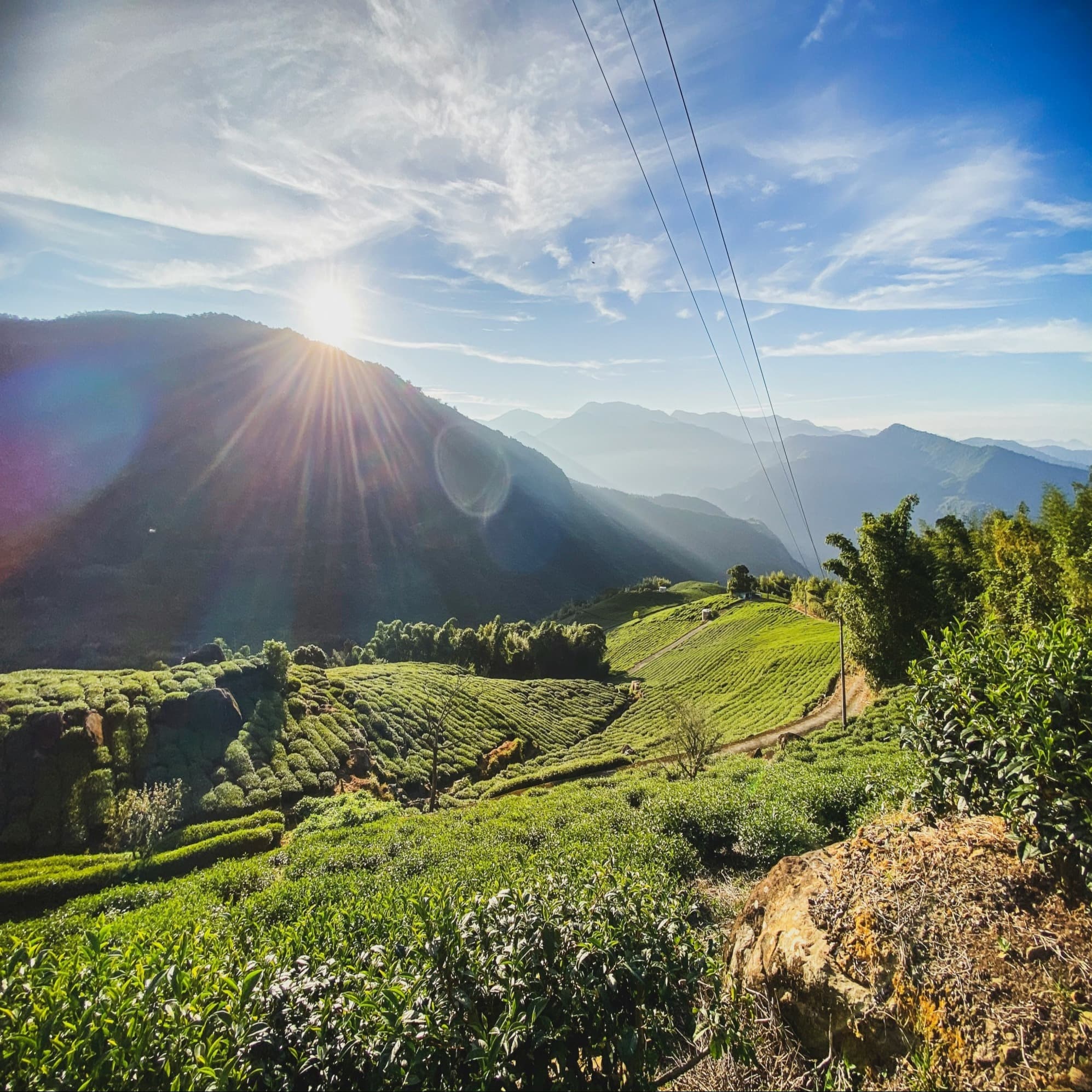 A breathtaking sunset over a verdant tea plantation, with the sun casting a warm glow over the undulating hills and power lines stretching across the sky.