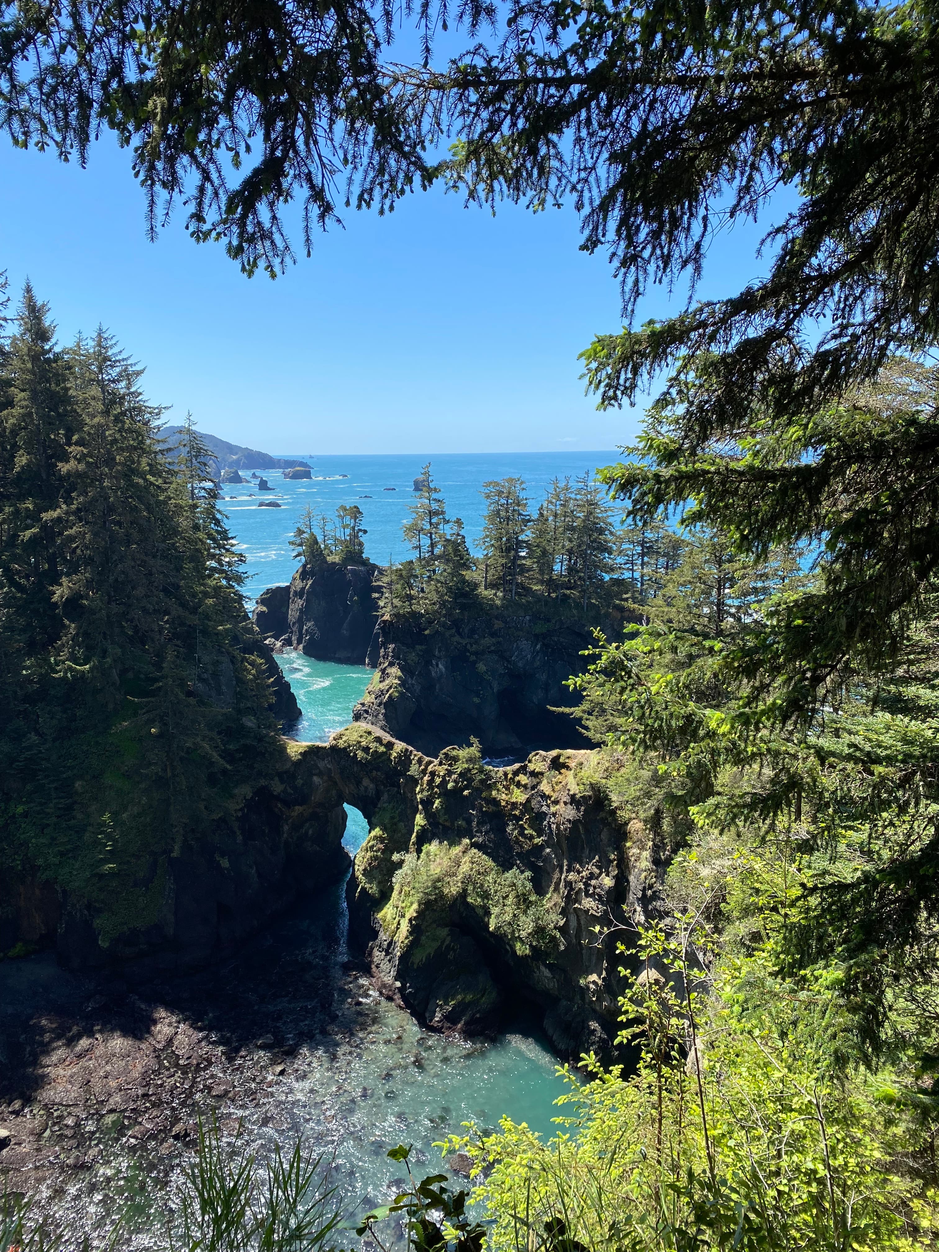 A view of a forest by the ocean