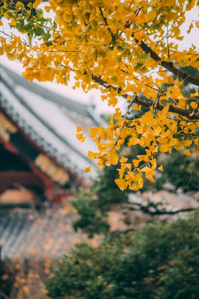 A yellow tree with the edge of a pagoda in the background in Japan in October.