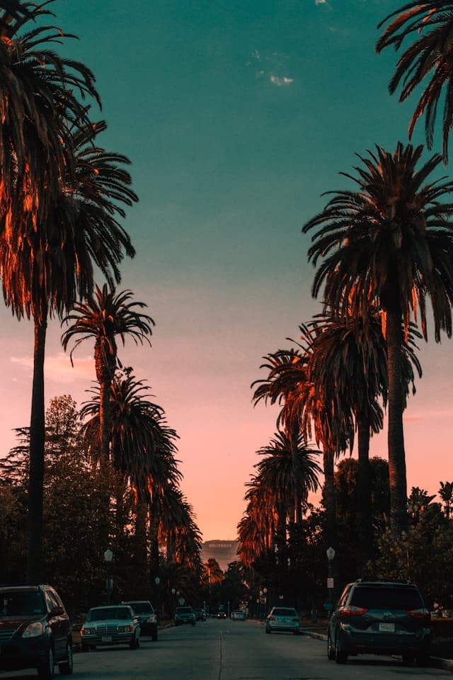 Two lines of palm trees during the sunset