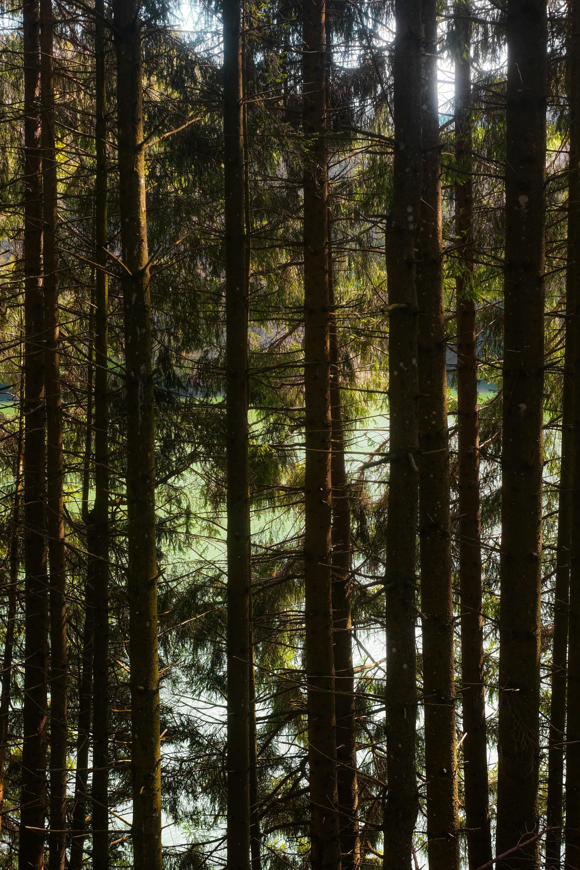A picture of a forest filled with lots of tall trees during daytime.
