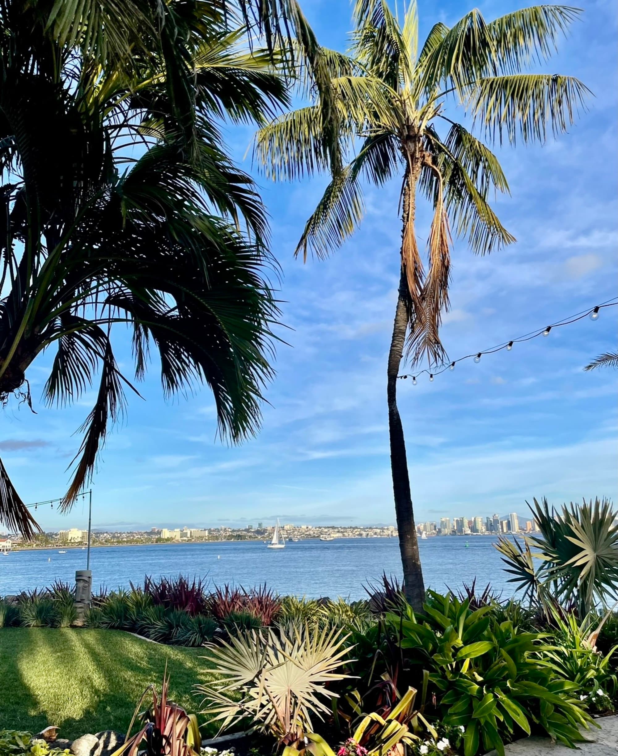 A view of a various tropical plants and palm trees in front of blue water and a city skyline in the distance.