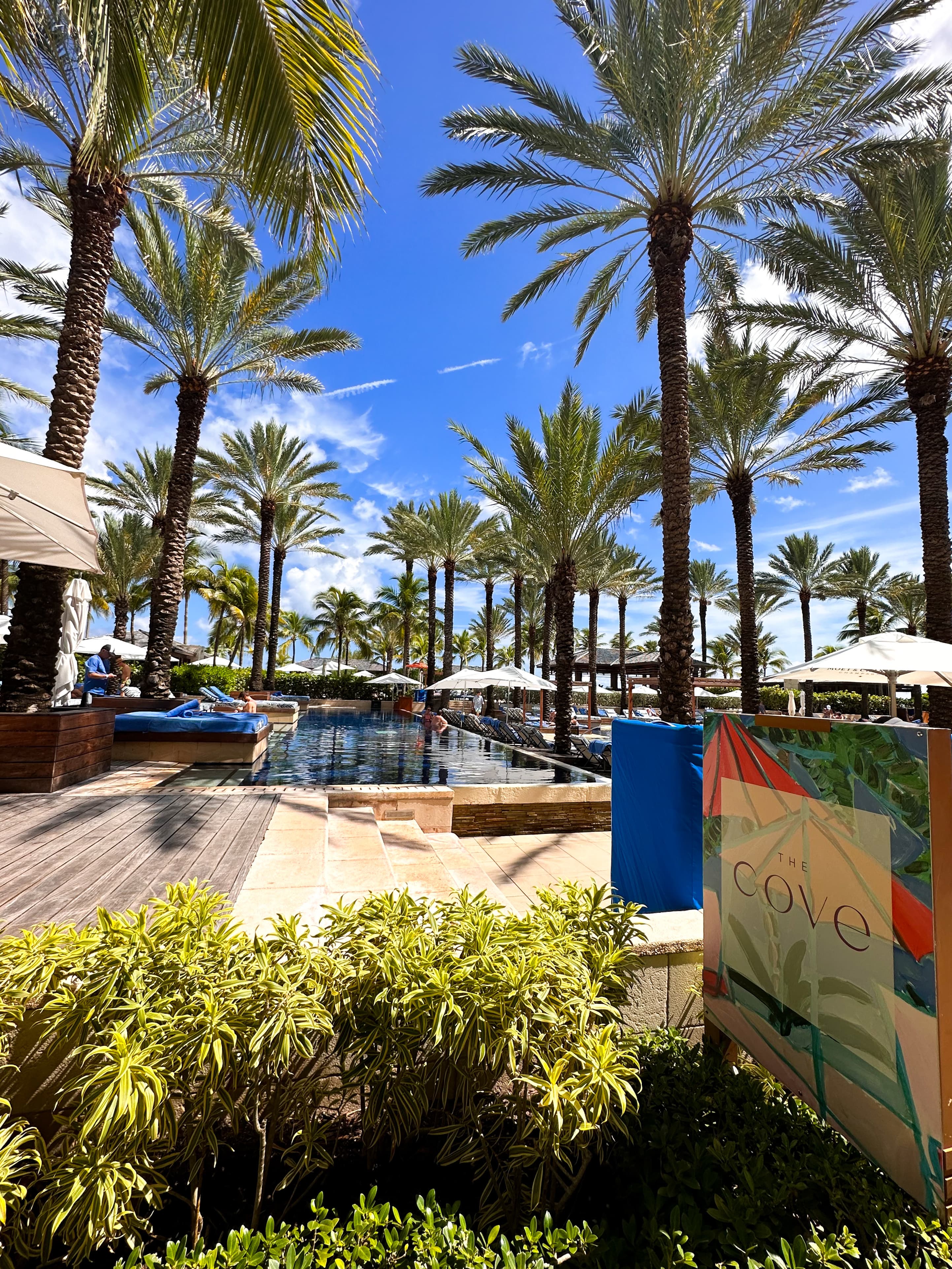 A view of pool patio surrounded by green shrubs, multiple palm trees towering over, white umbrellas, lawn chairs and a sign that says 'cove'. There are also stone steps leading down to the front of the pool.