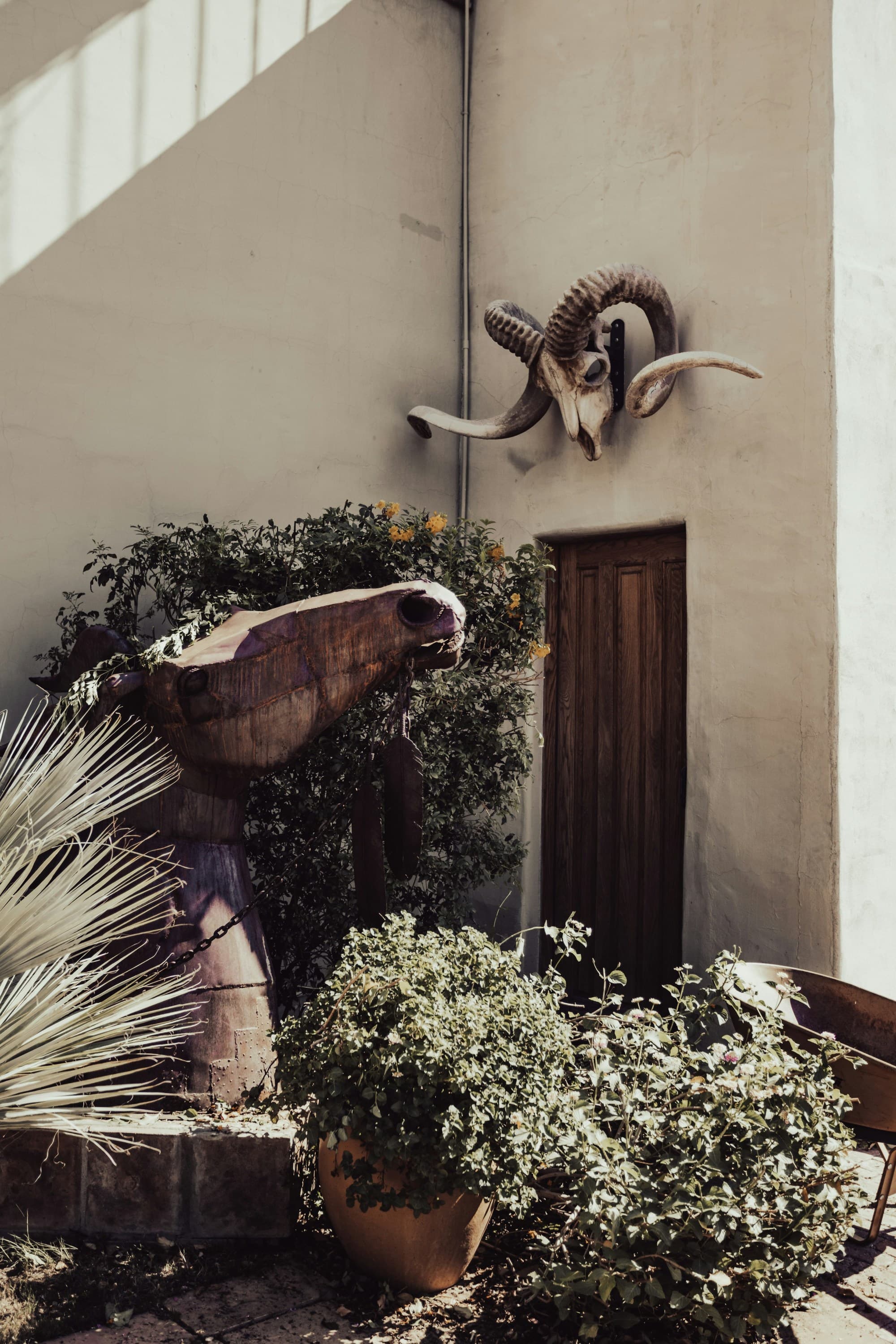 A ram head skeleton hanging on a wall above a door with plants in front of it, one of the attractions in Old Town Scottsdale.