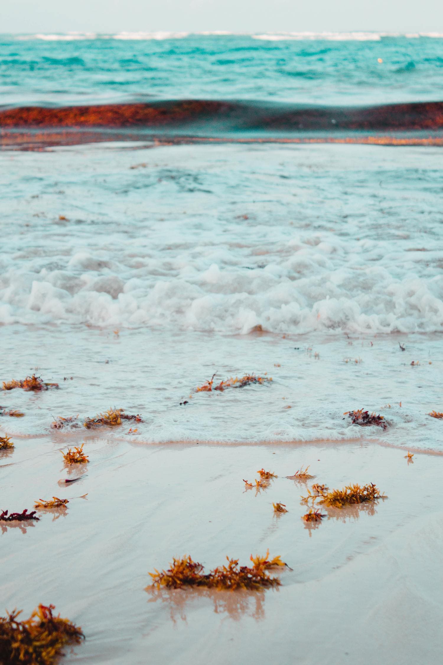 Close up of beach on sandy shore during sunset in Punta Cana.