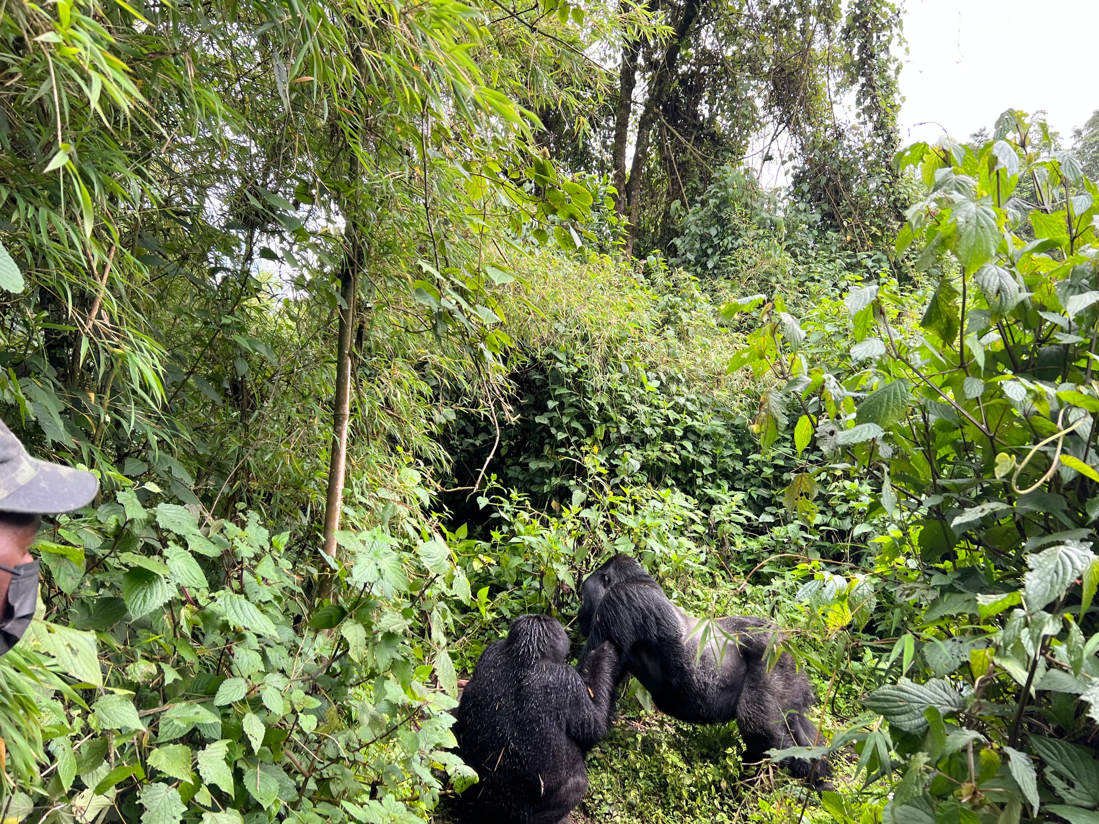 Green RWANDA FOREST