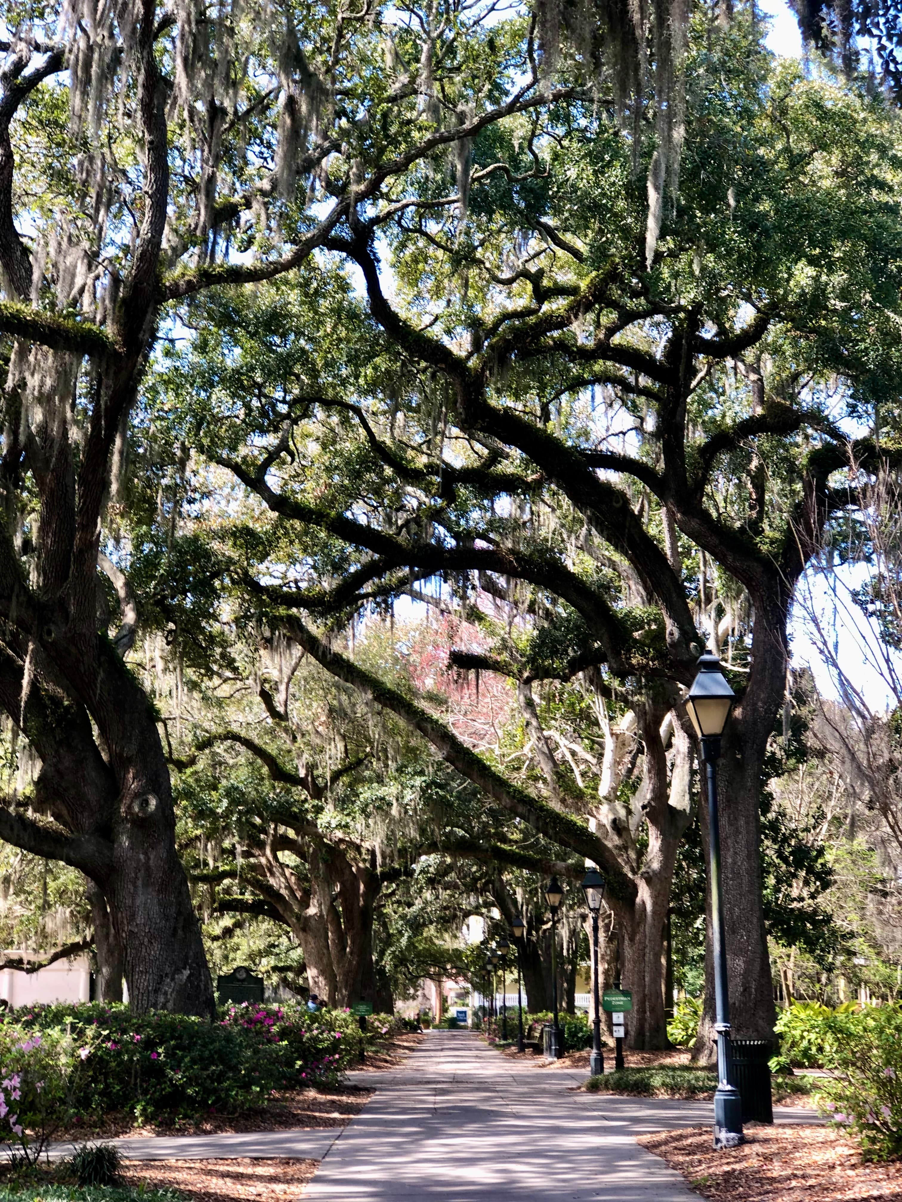 sidewalk lined with large trees during daytime