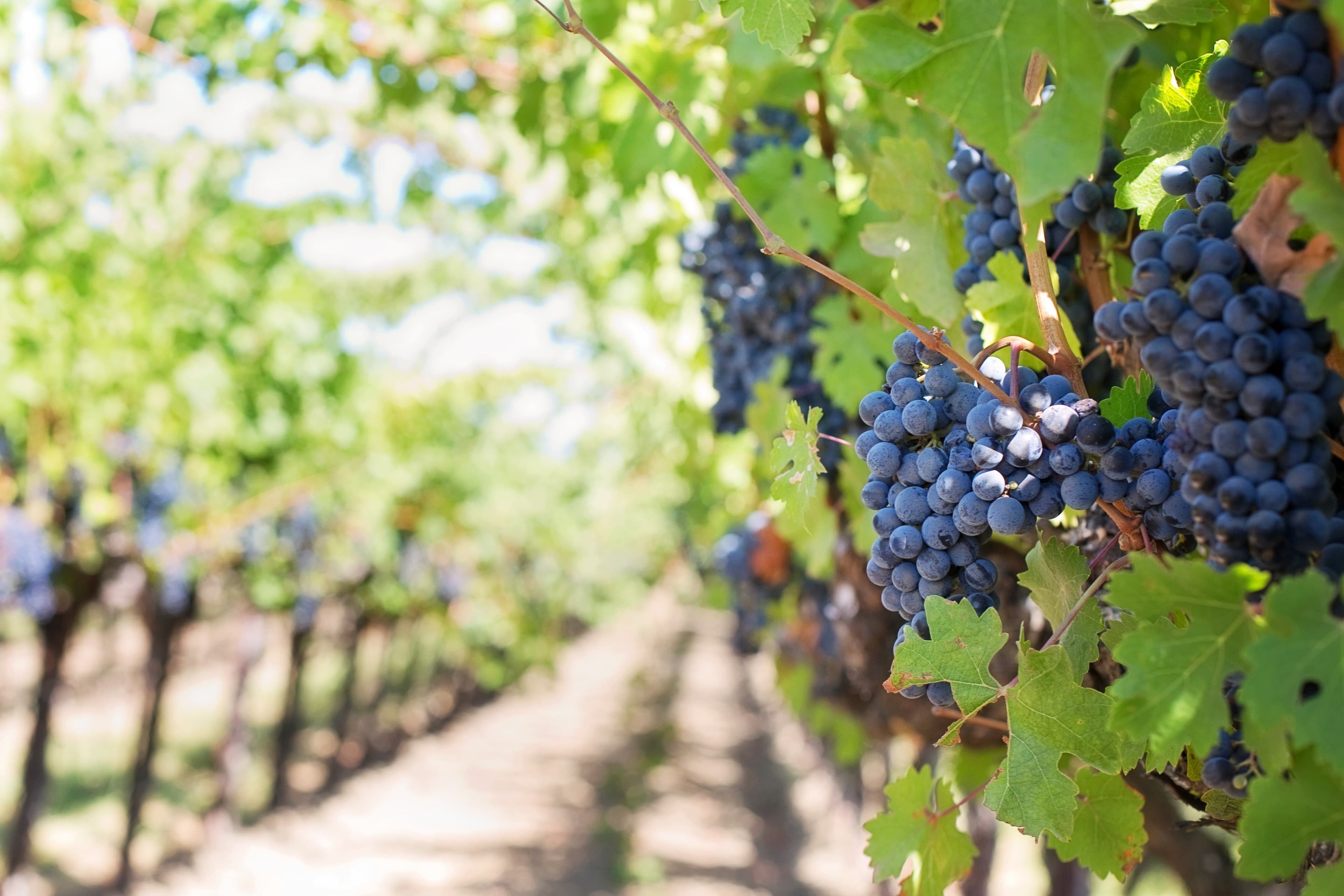 Purple grapes growing in a vineyard in California