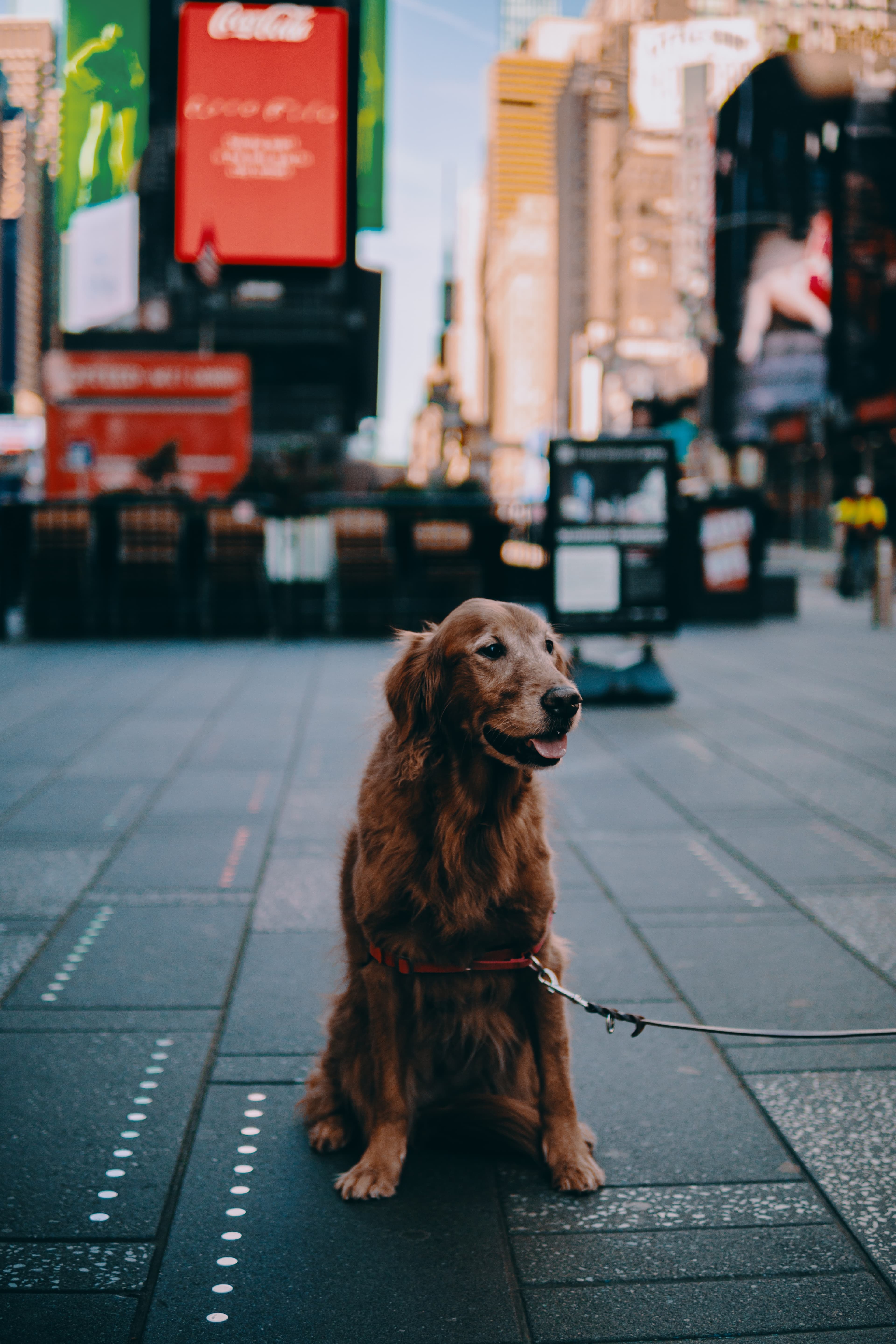 Golden retriever sits on the street in NYC with buildings and billboards in background