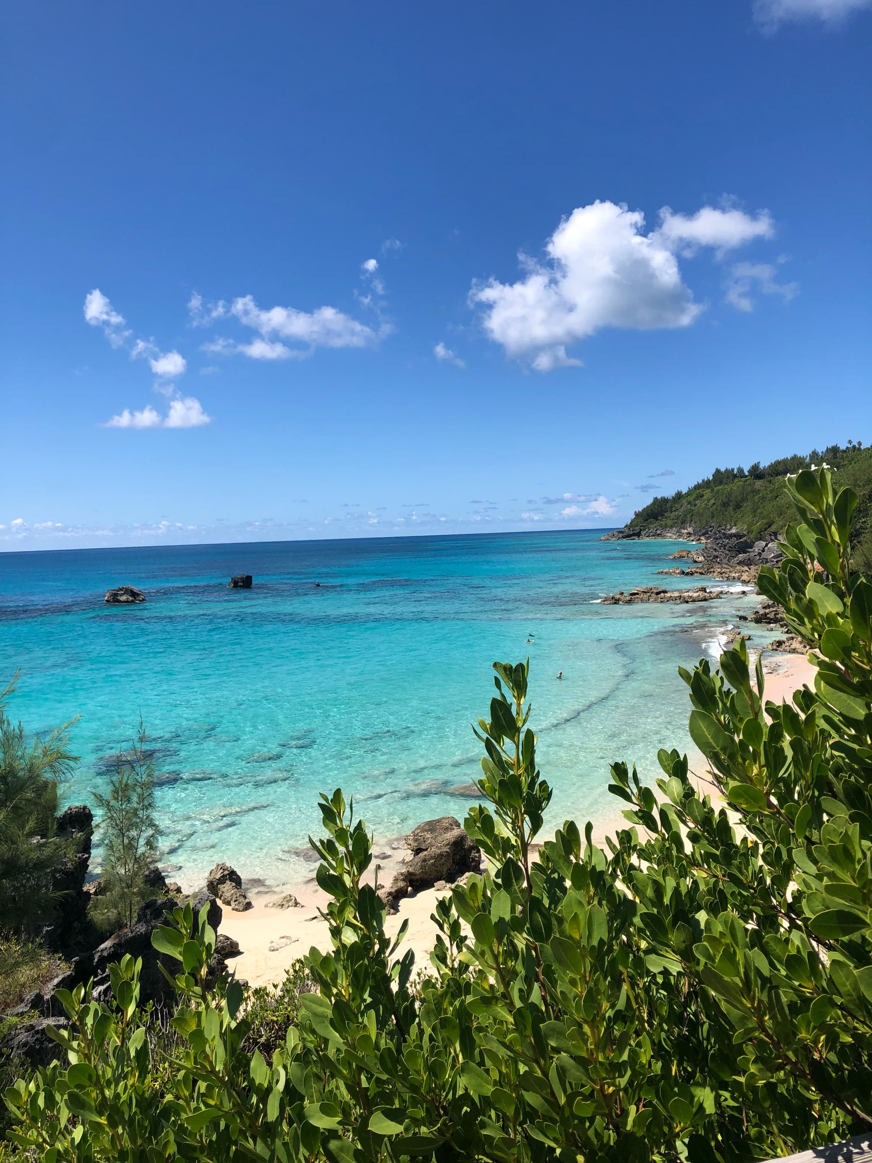 Green trees overlooking ocean and beach with blue skies
